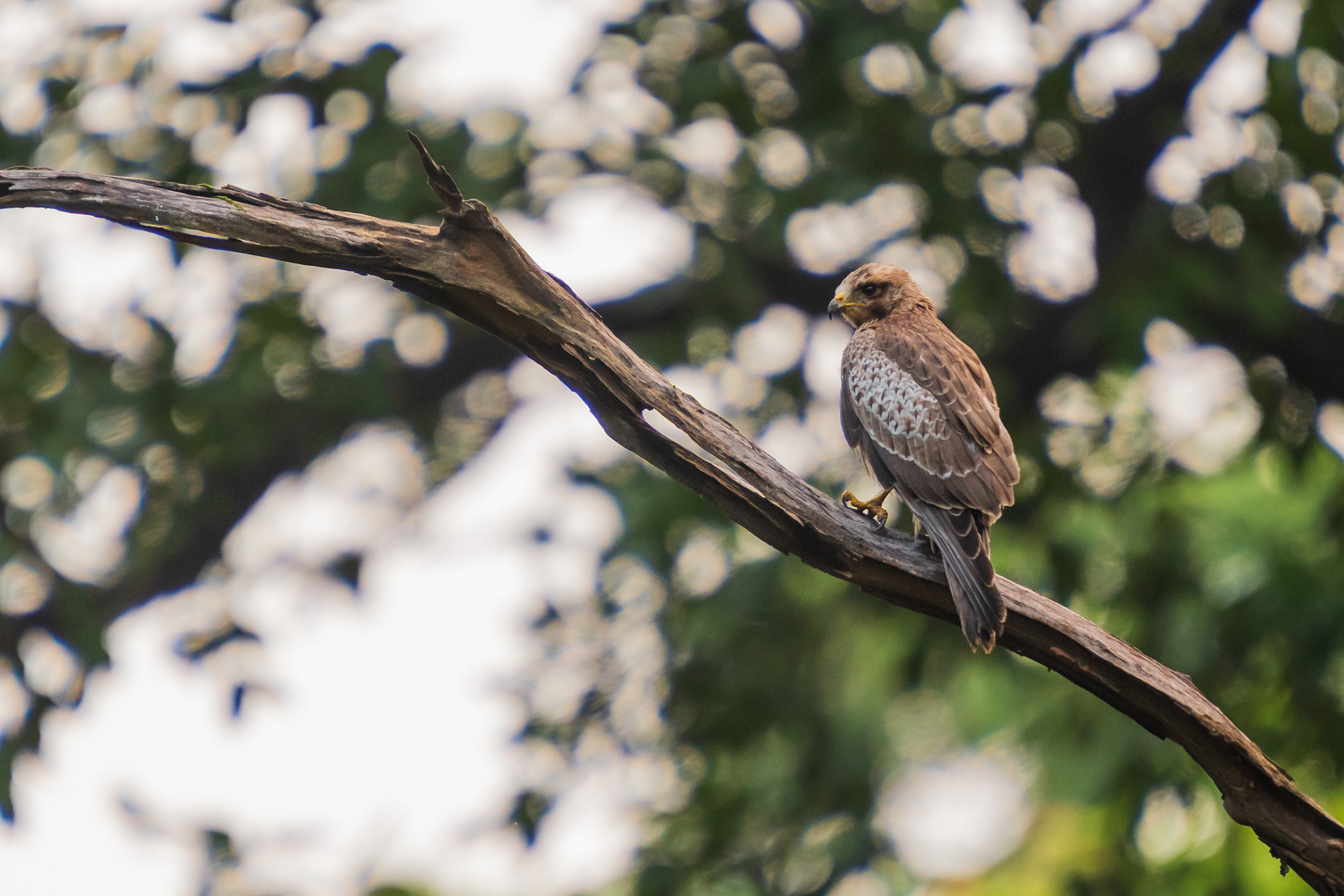 White-Eyed Buzzard