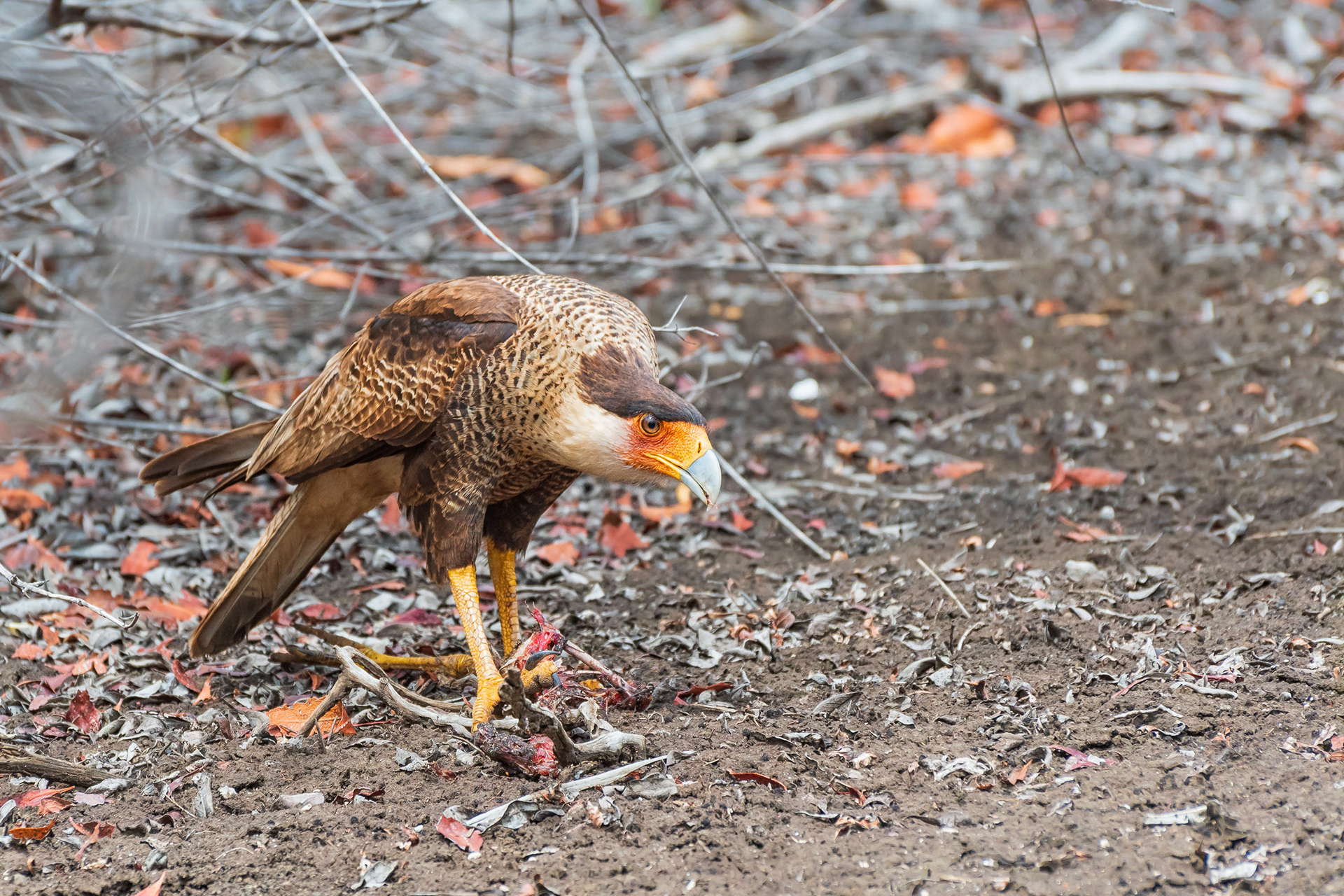 Northern Crested Caracara
