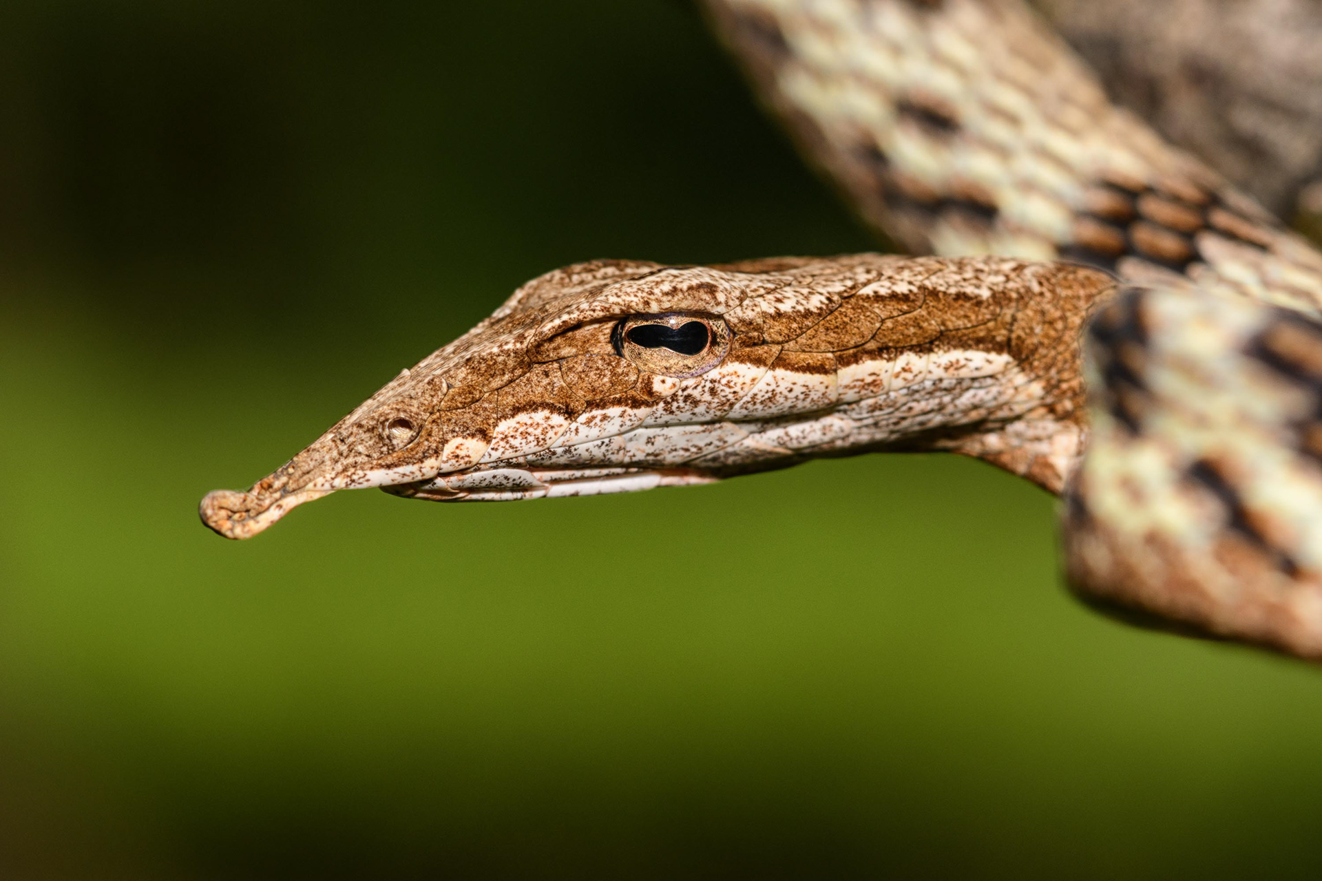 Brown Vine Snake