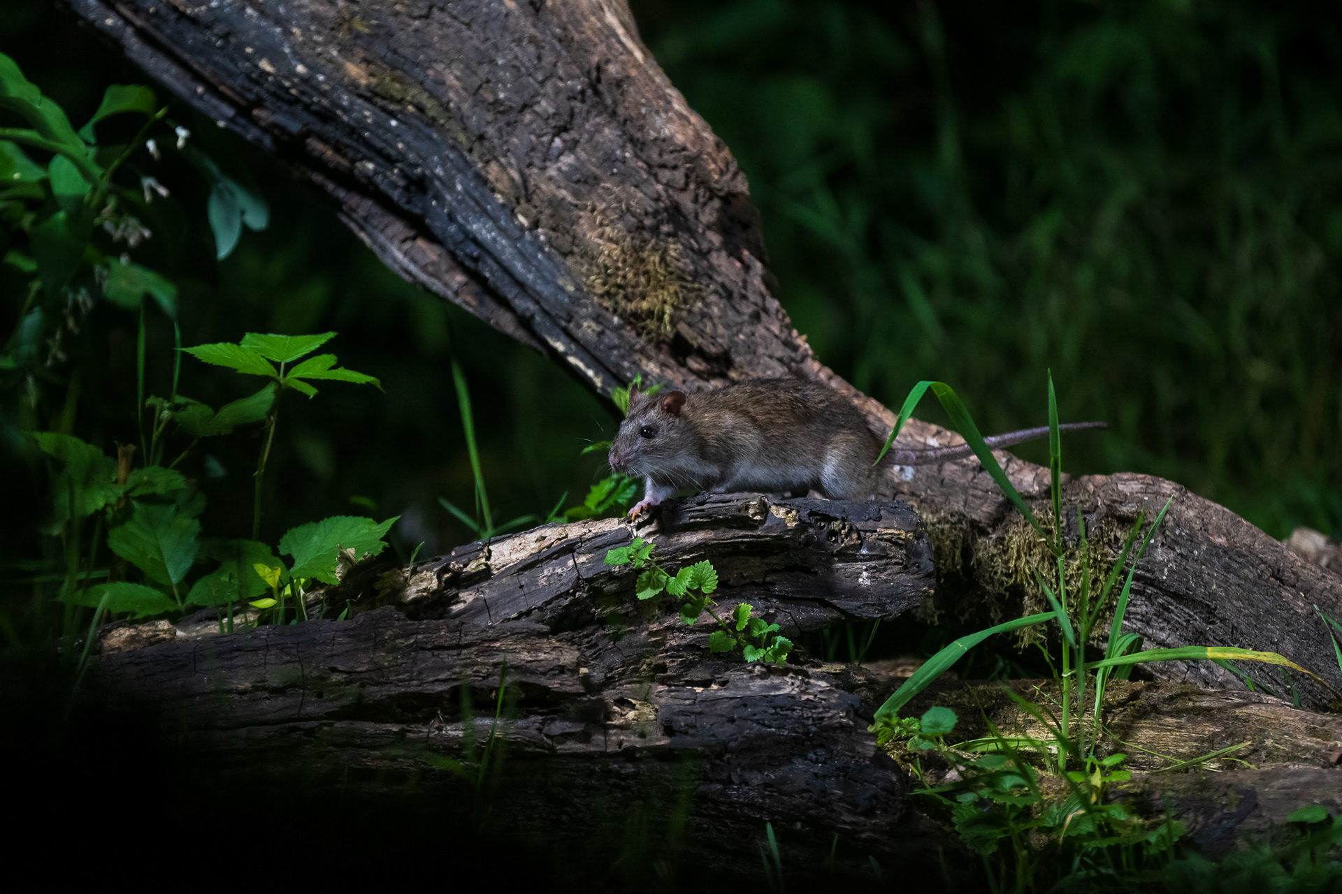 Brown Rat