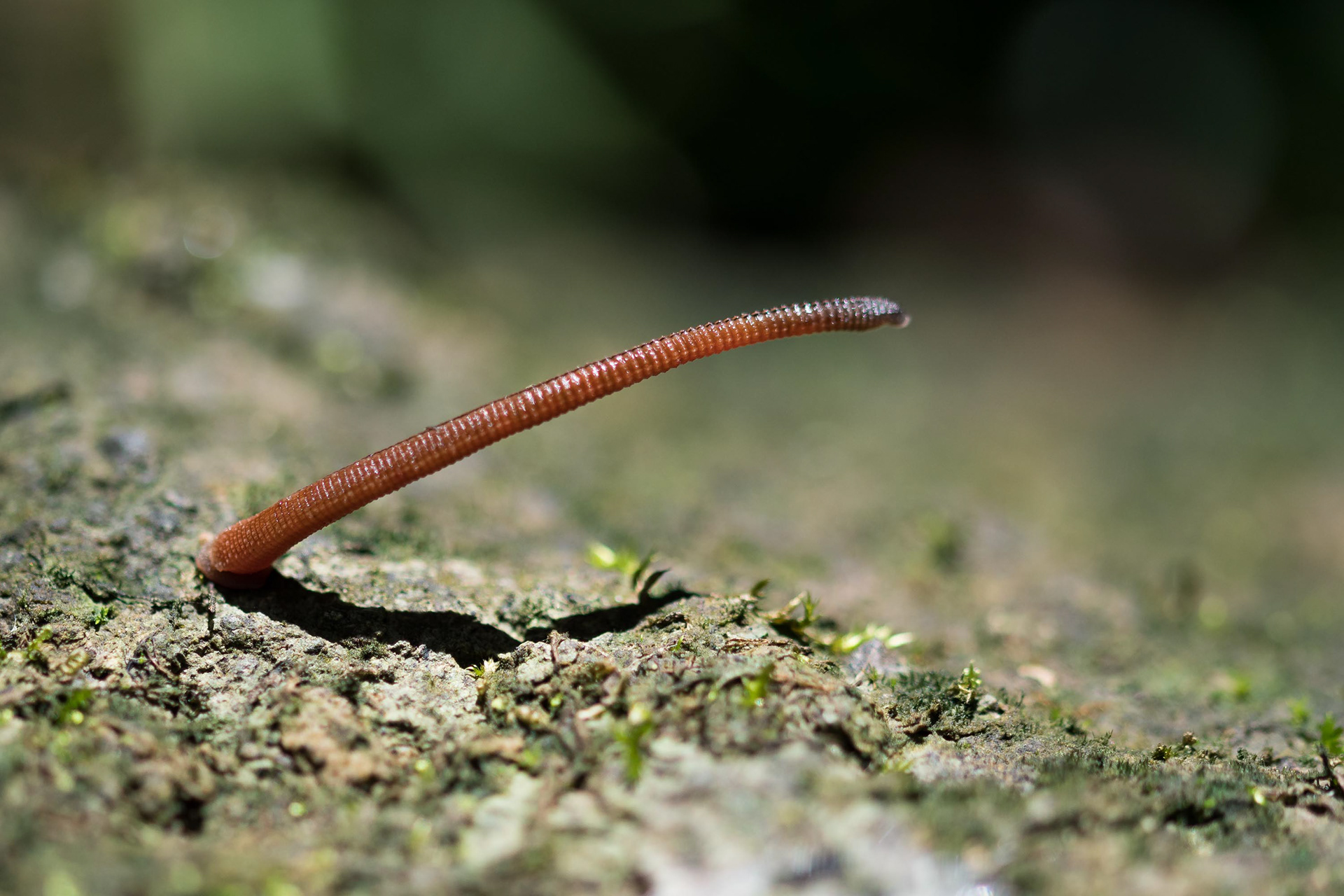 Everybody's favorite jungle friends... leeches