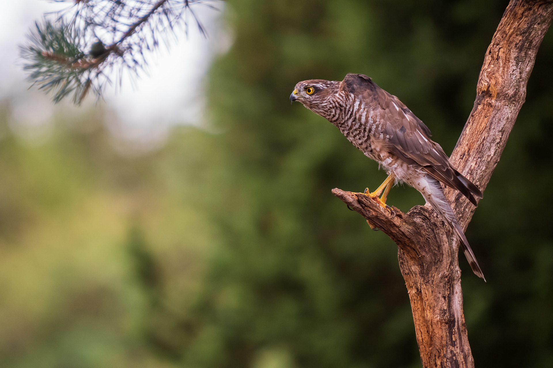 Northern Goshawk
