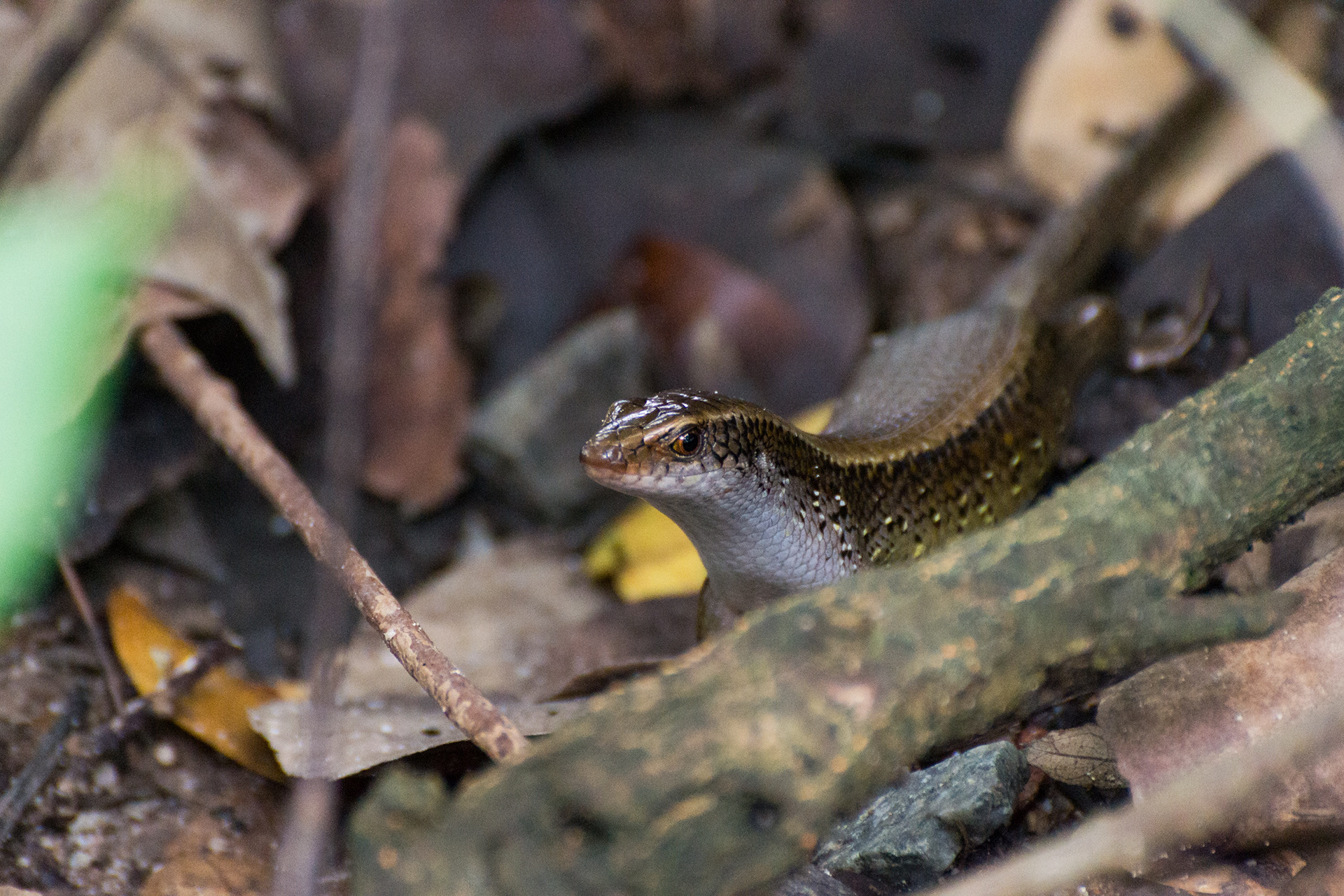Common Sun Skink
