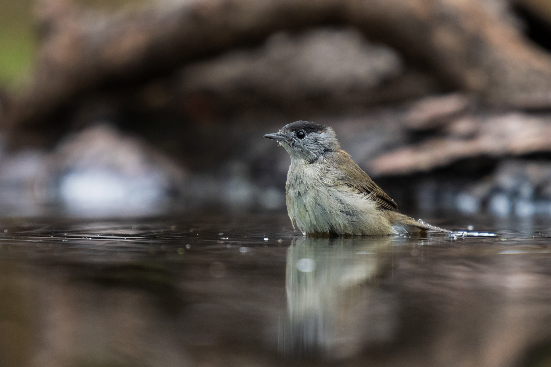 Eurasian Blackcap