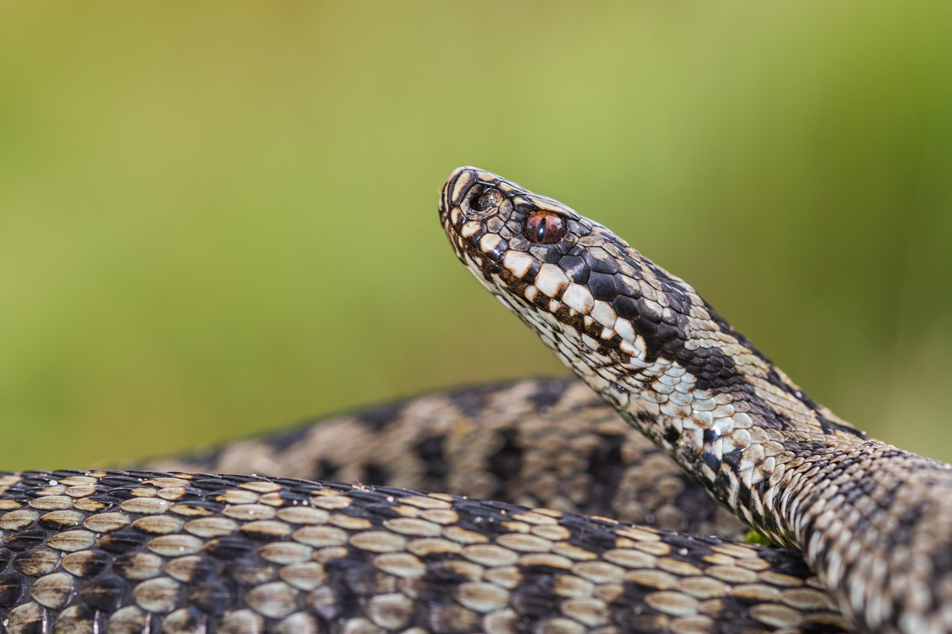 Adult male viper