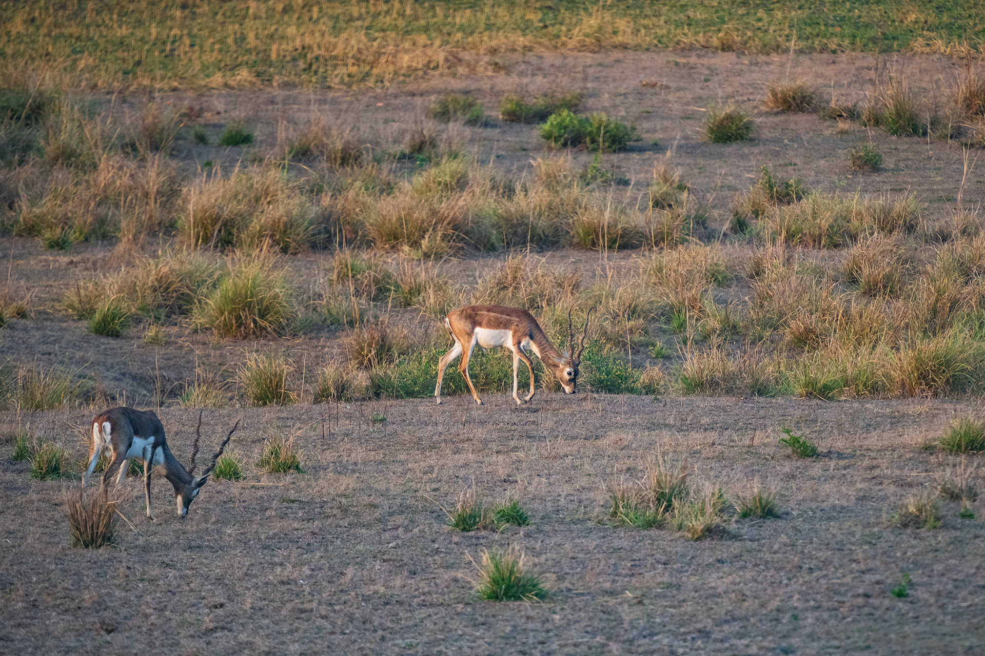 Blackbuck