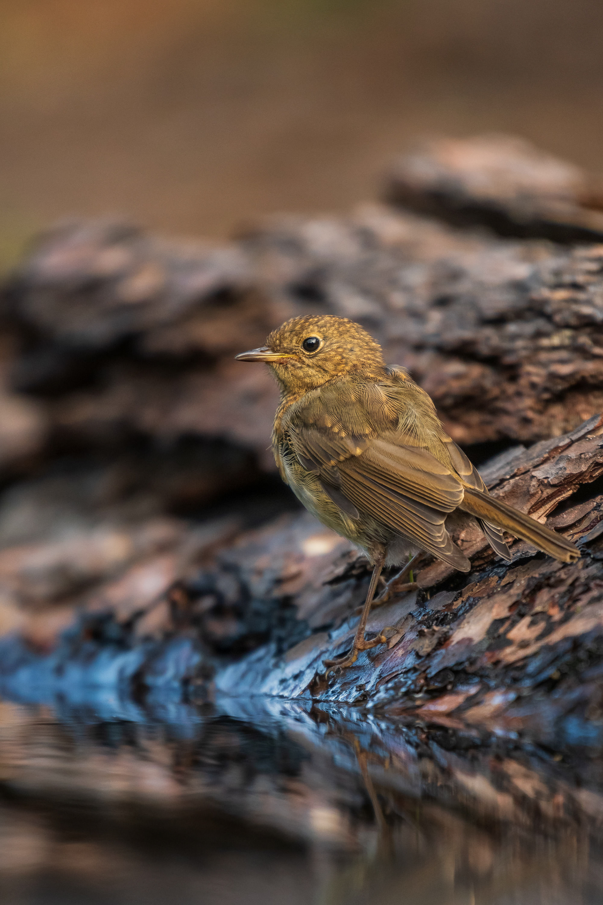 European Robin