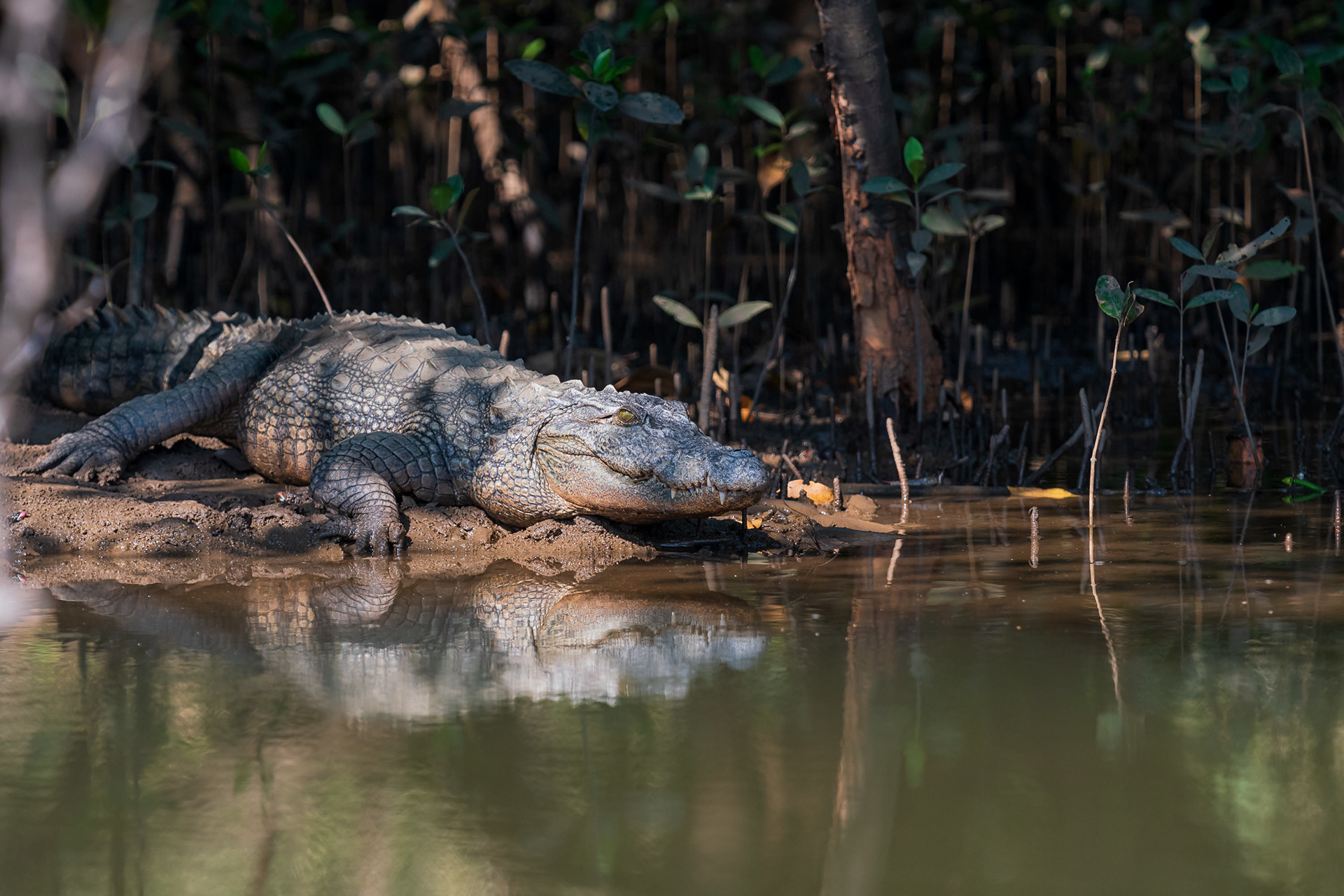 Marsh Crocodile
