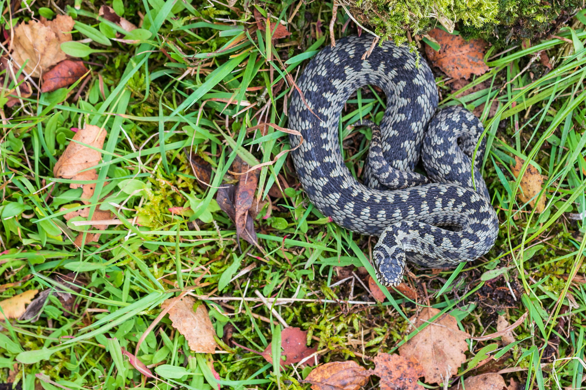 Adult male viper