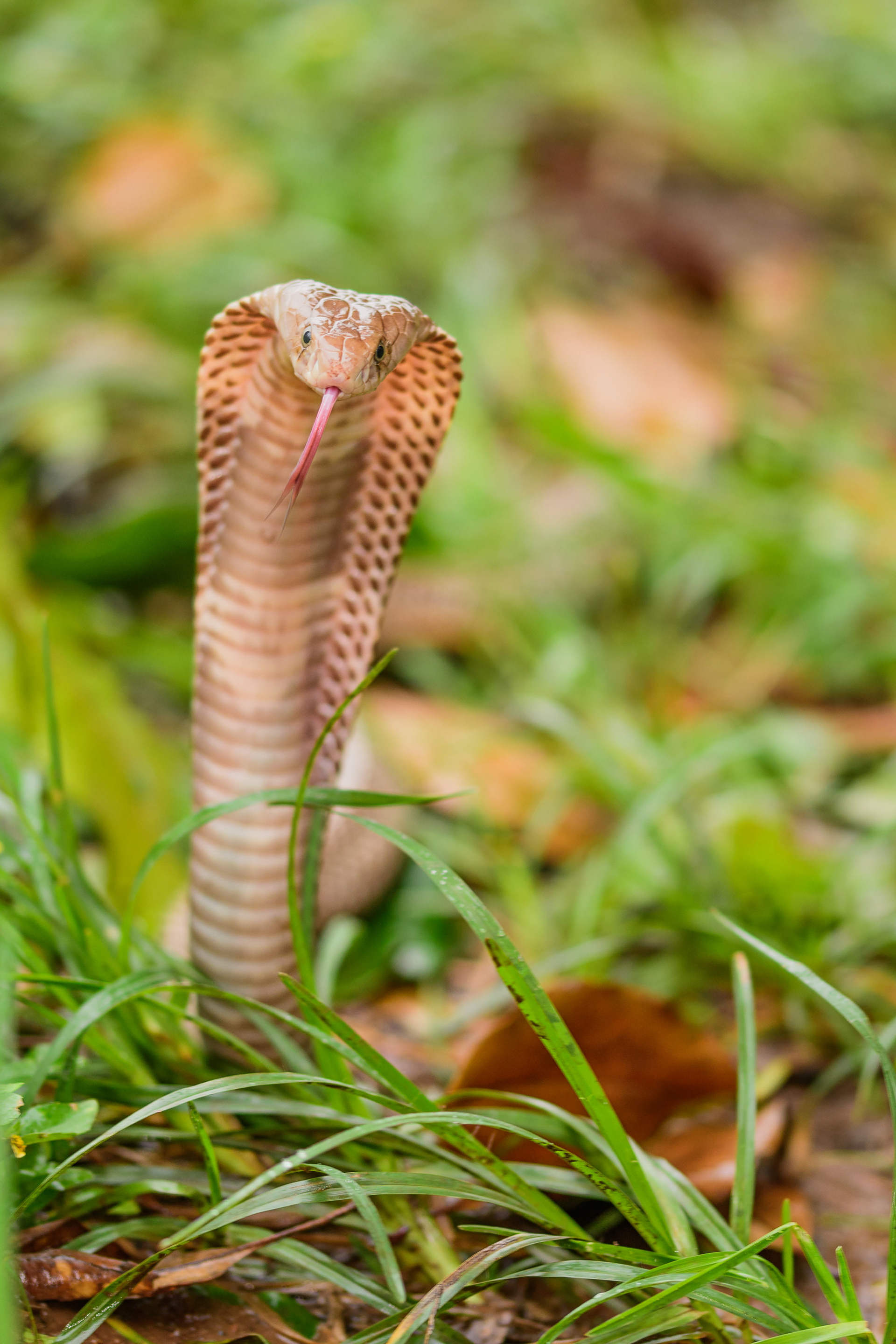 Javan Spitting Cobra