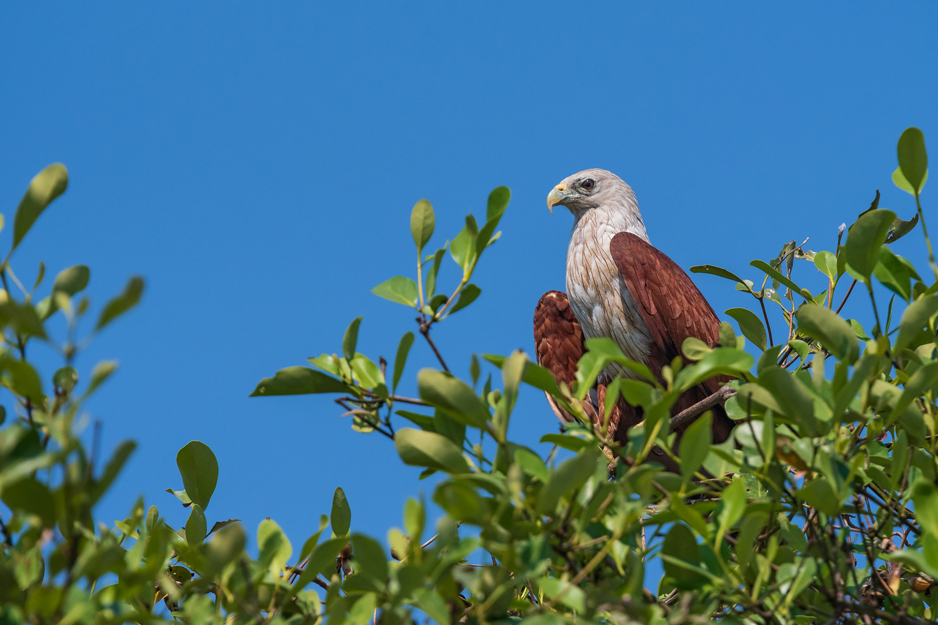 Brahminy Kite