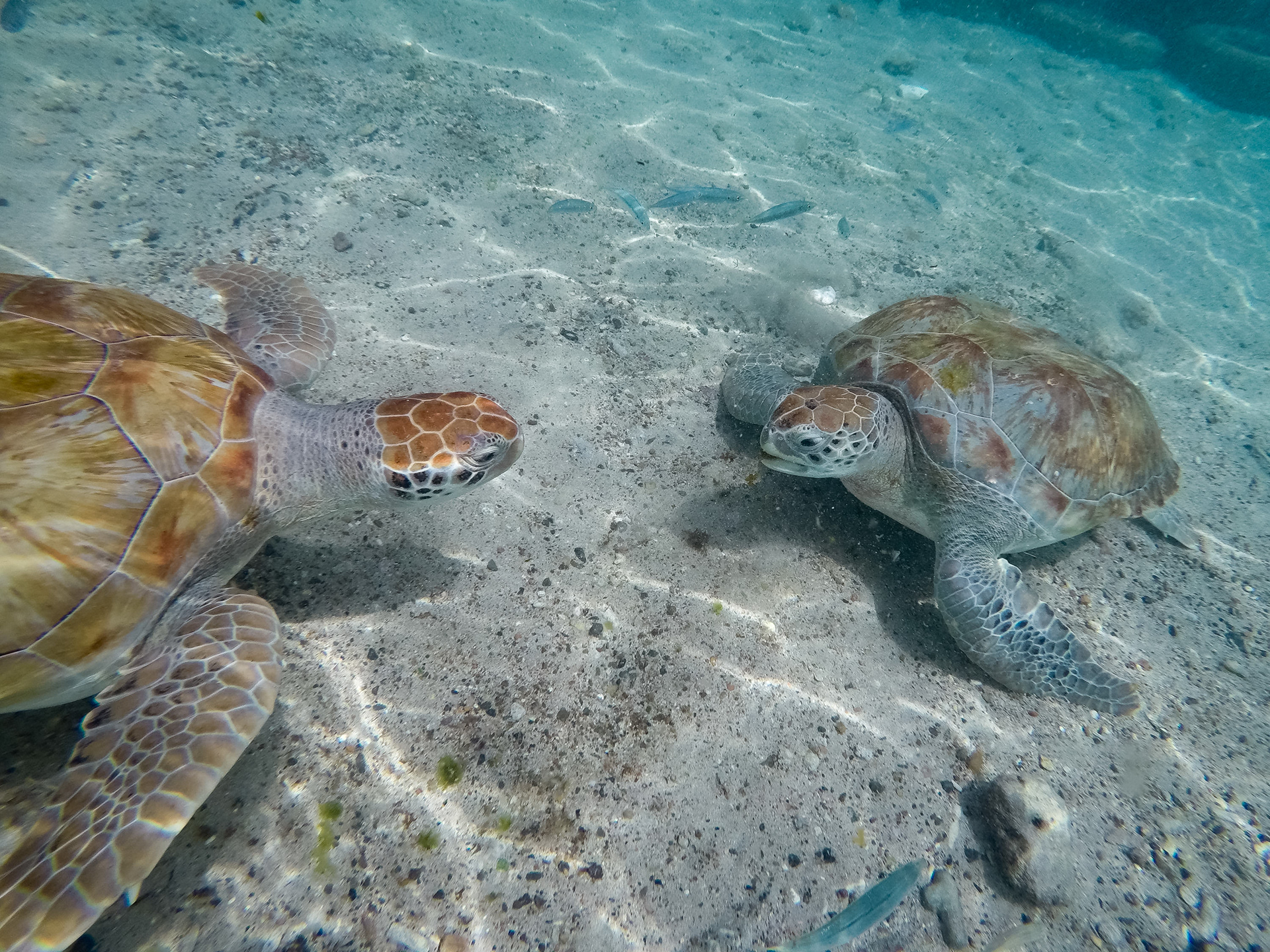 Green Sea Turtle