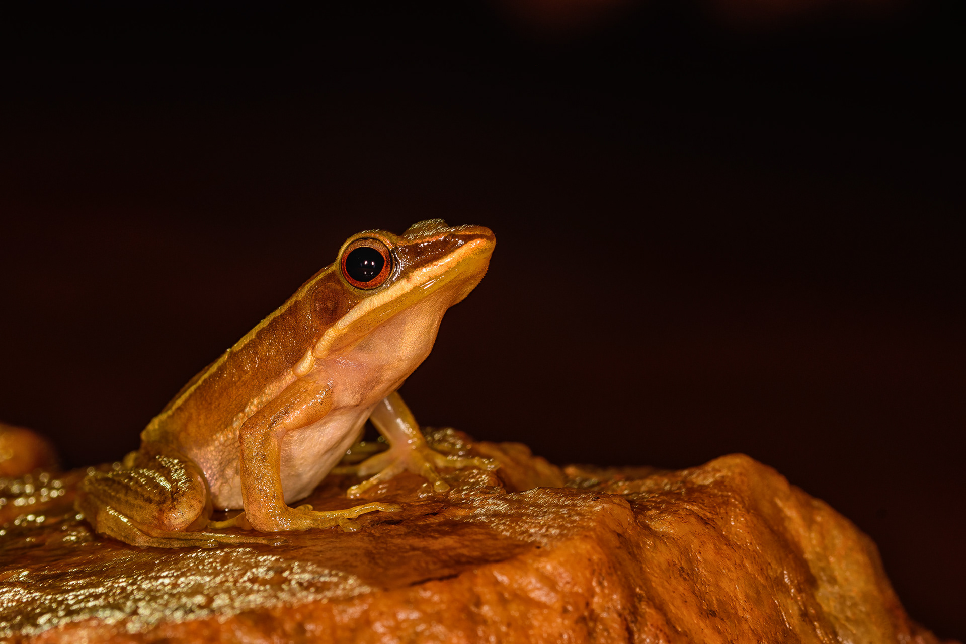 Golden Backed Frog