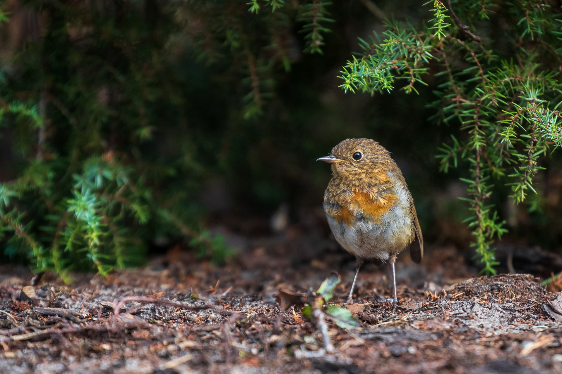 European Robin