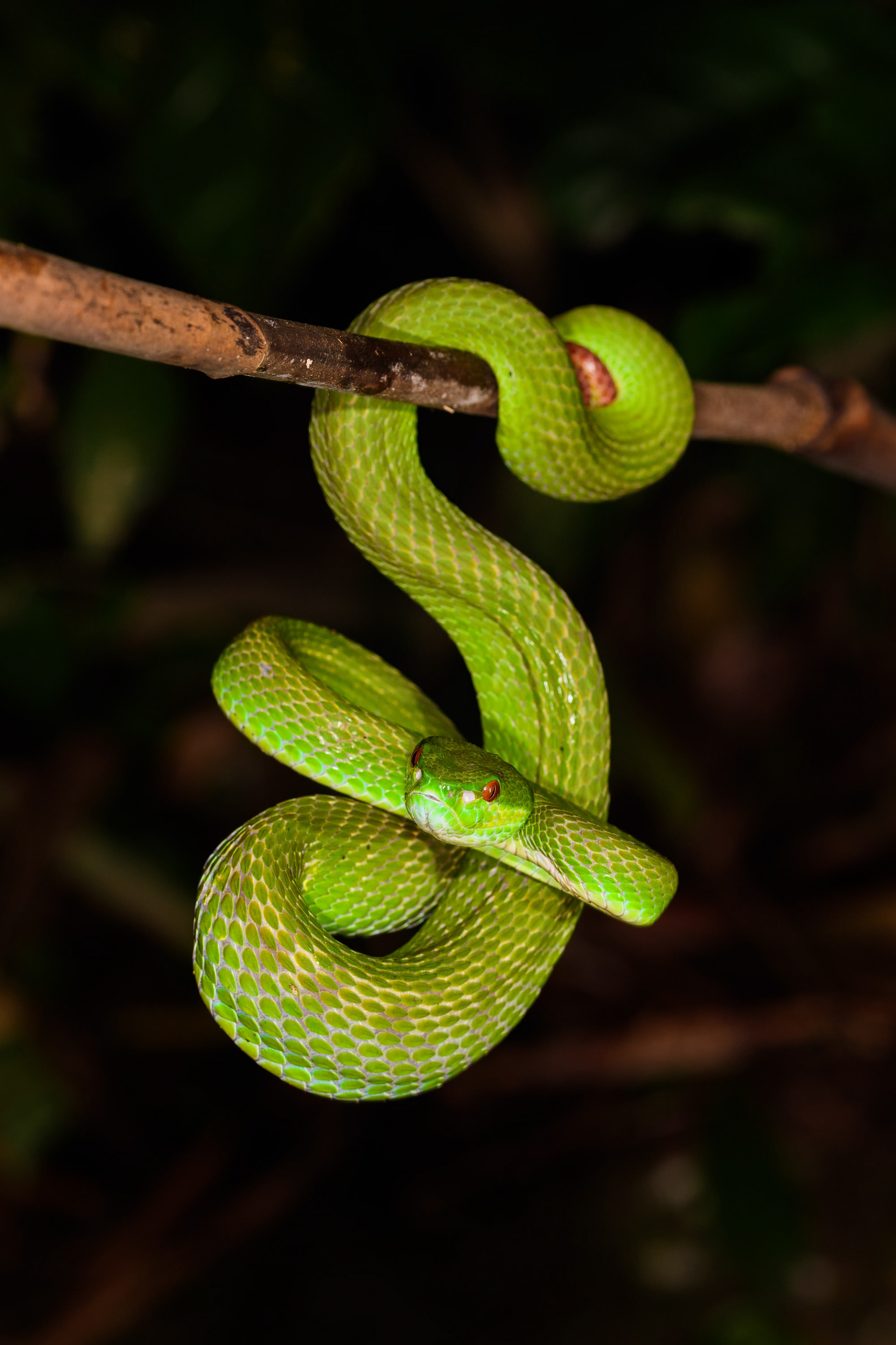 Lesser Sunda Pit Viper