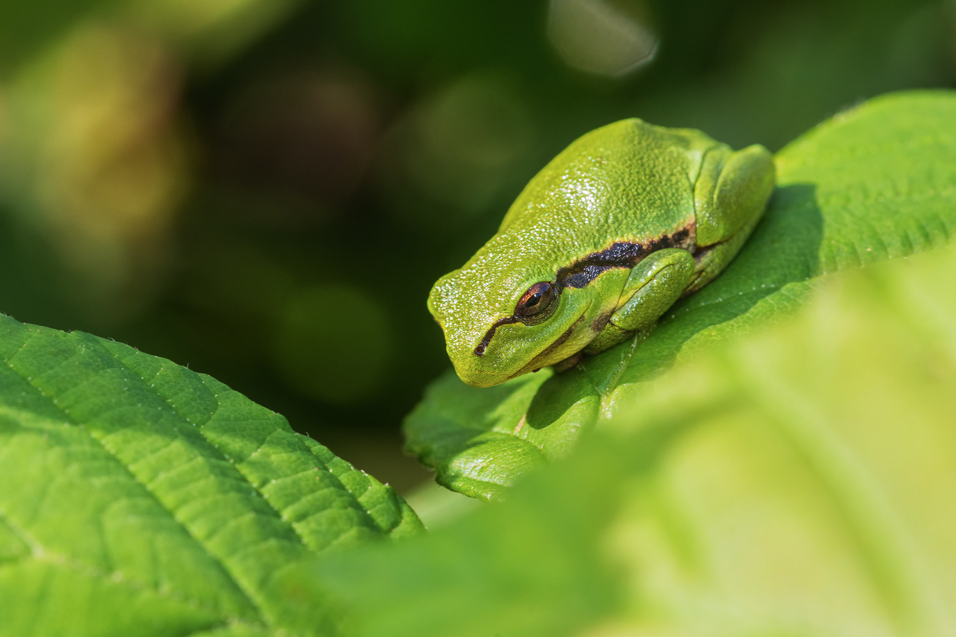 Juvenile tree frog basking in the sunlight