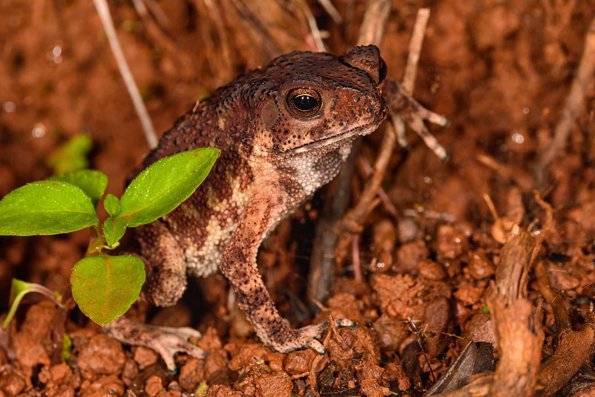 Toad