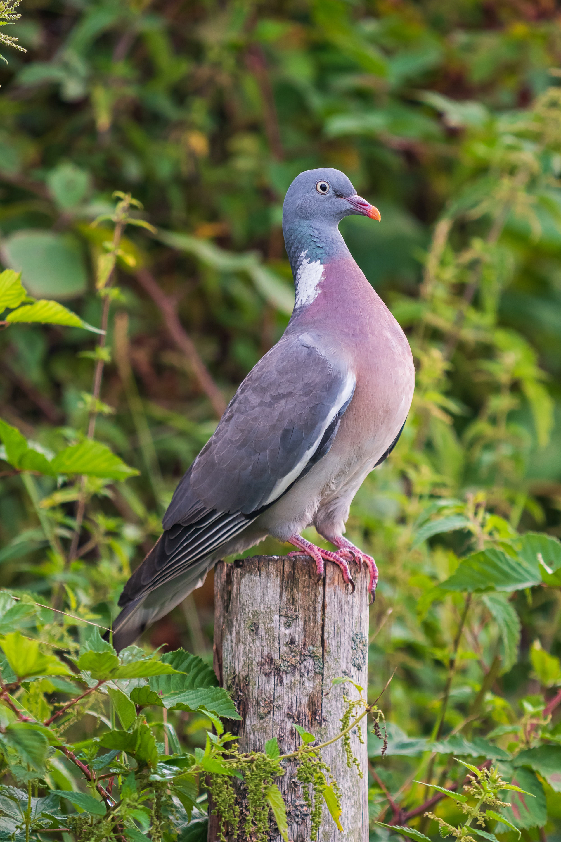 Common Wood Pigeon