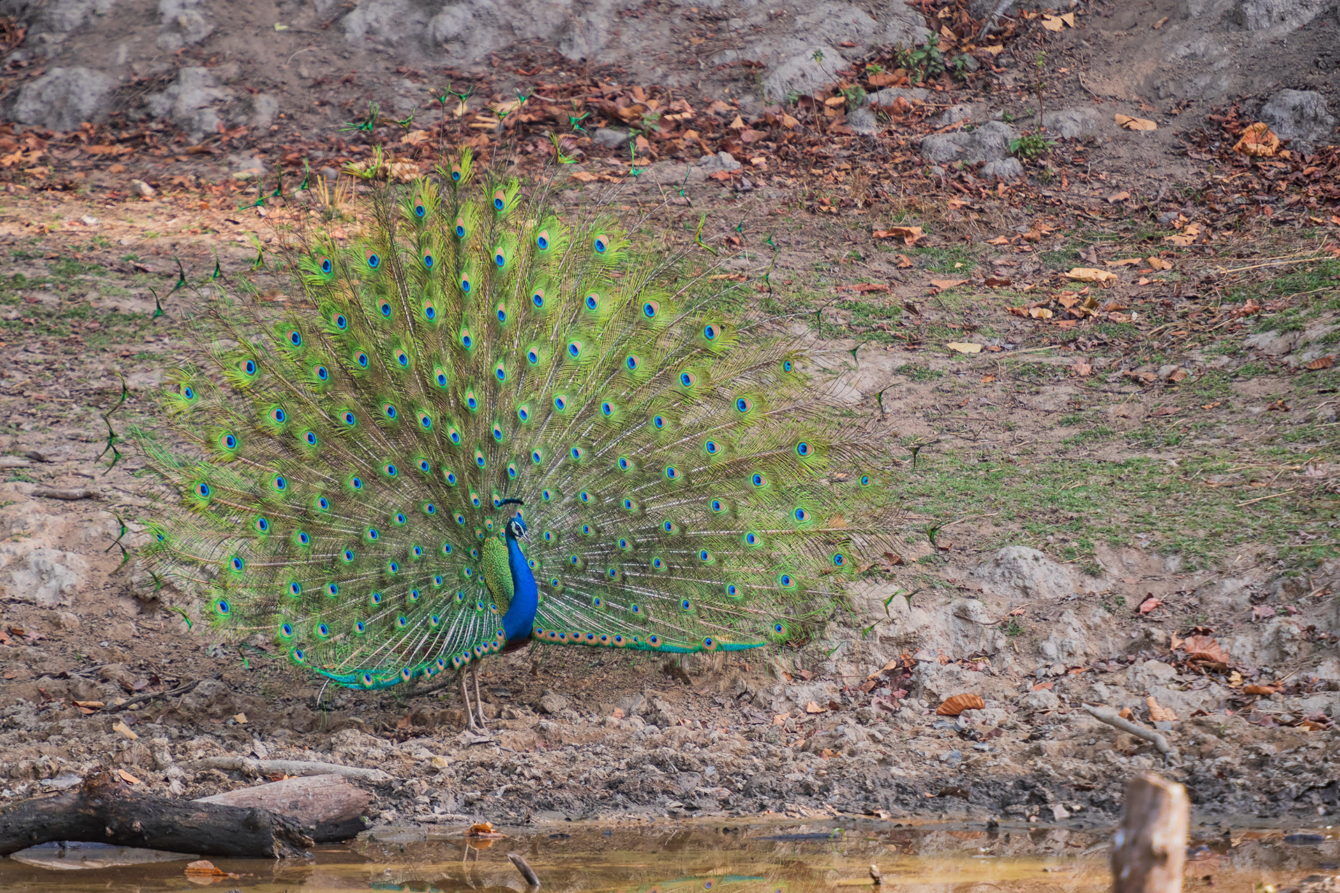Indian Peafowl