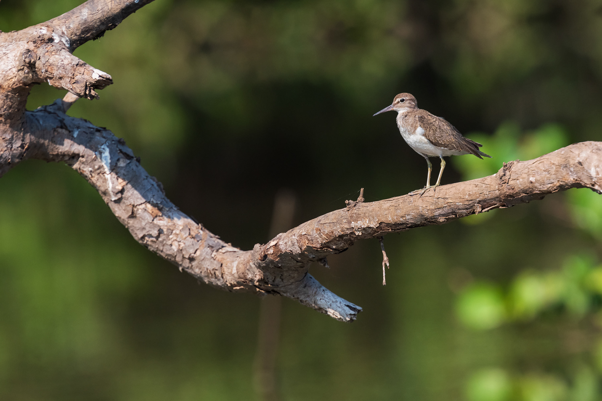 Common Sandpiper