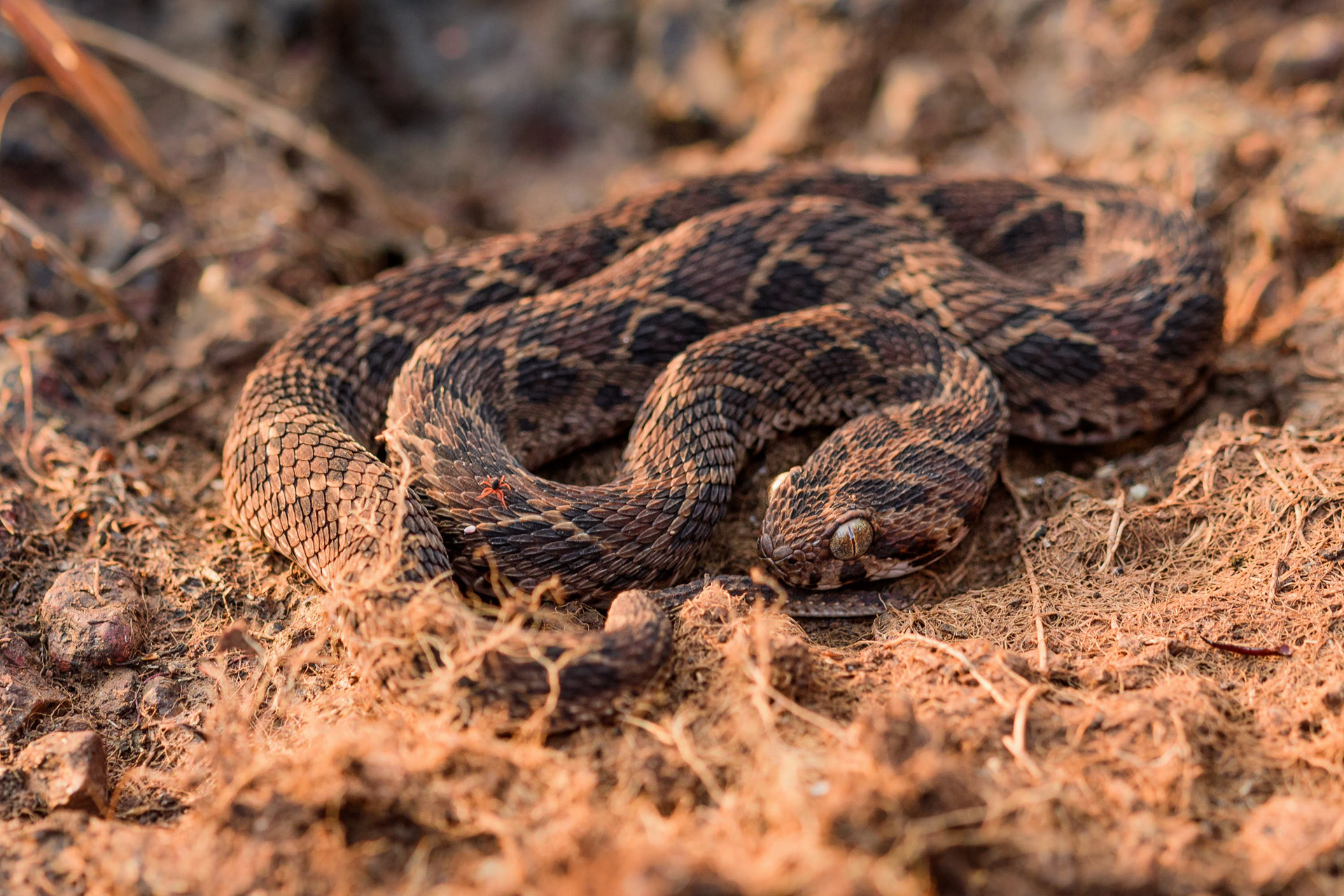 Saw Scaled Viper