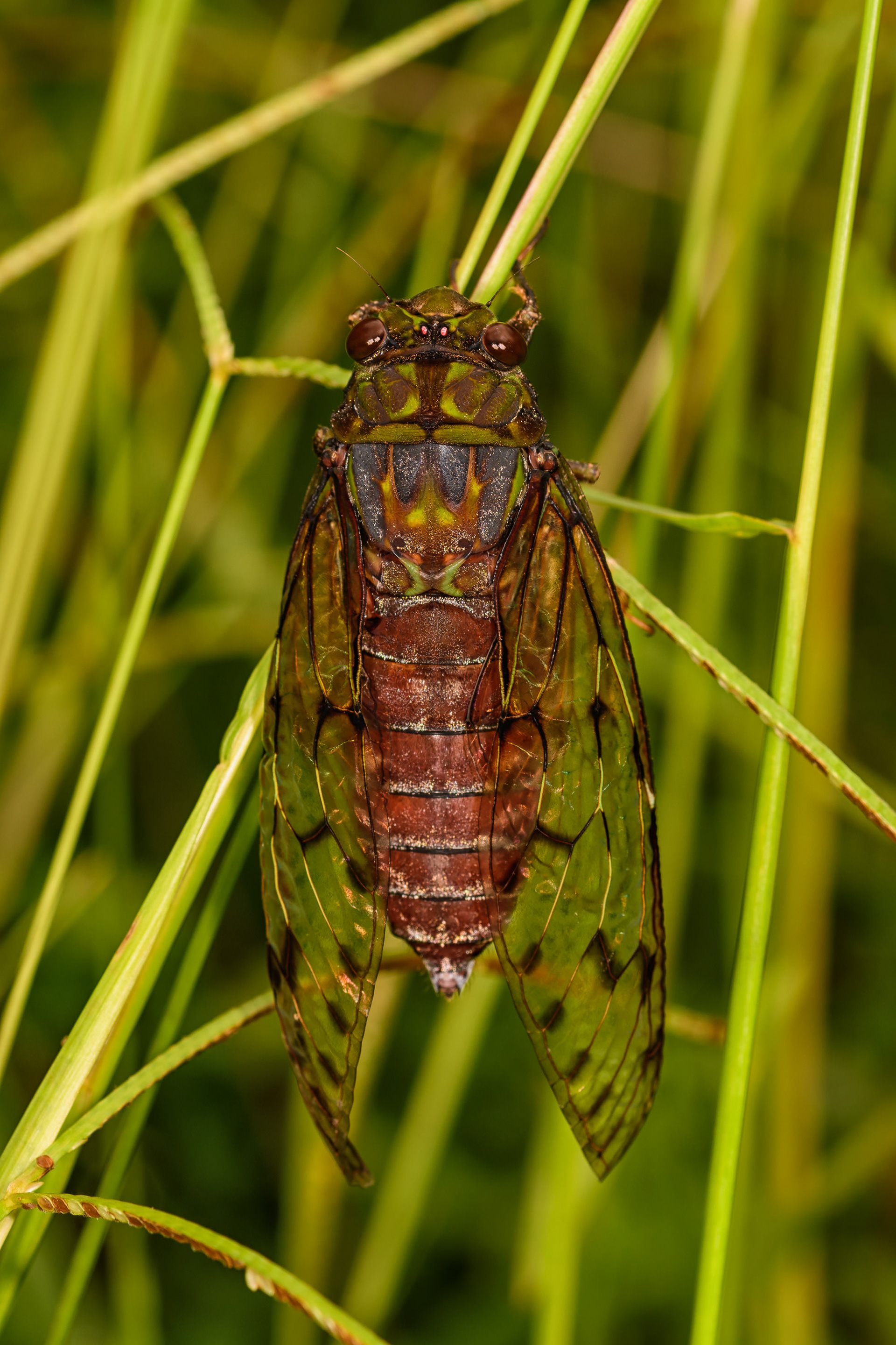 Cicada