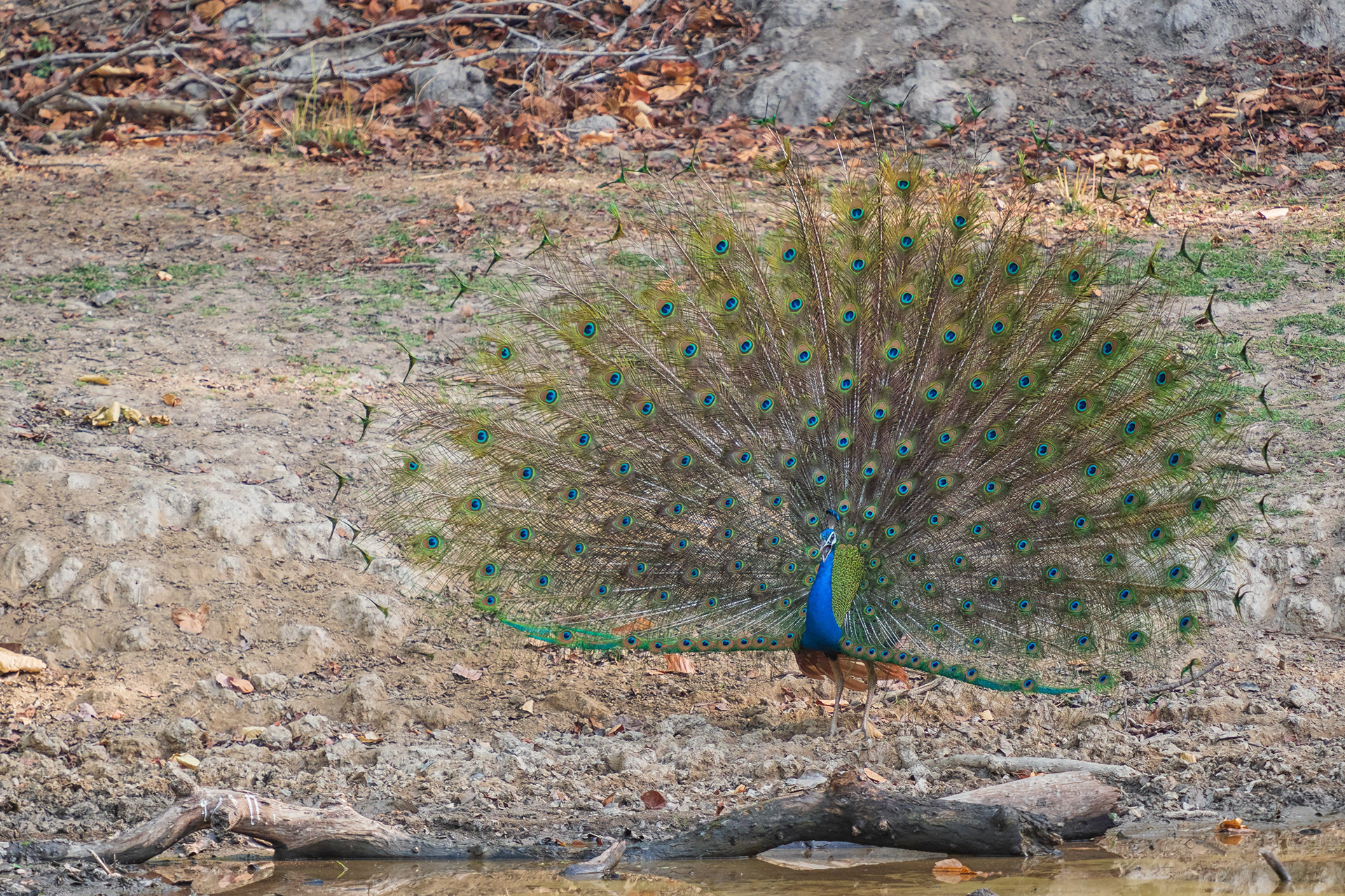 Indian Peafowl