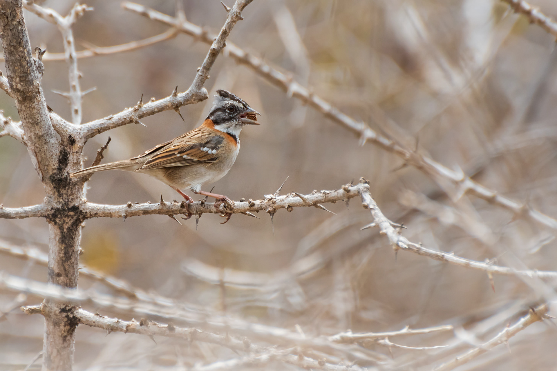 Rufous-Collared Sparrow