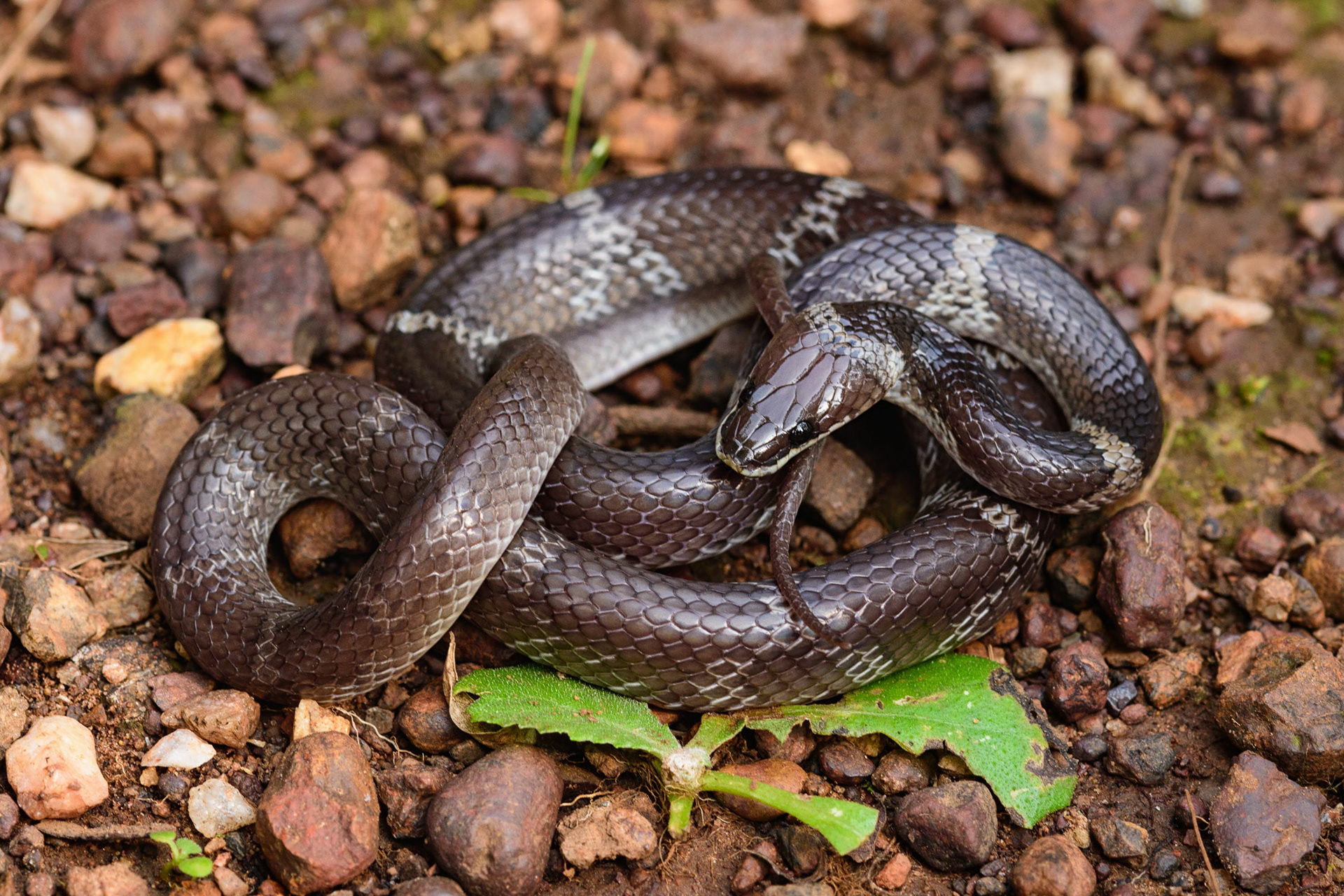 Common Wolf Snake