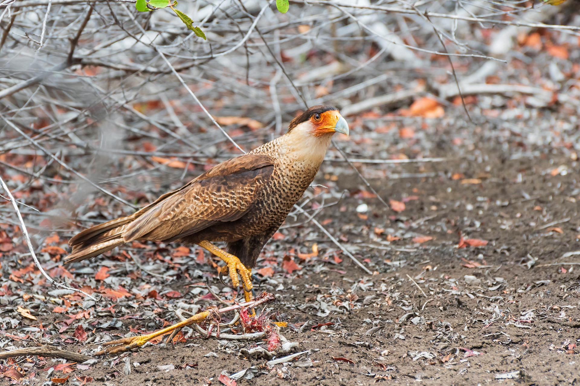 Northern Crested Caracara
