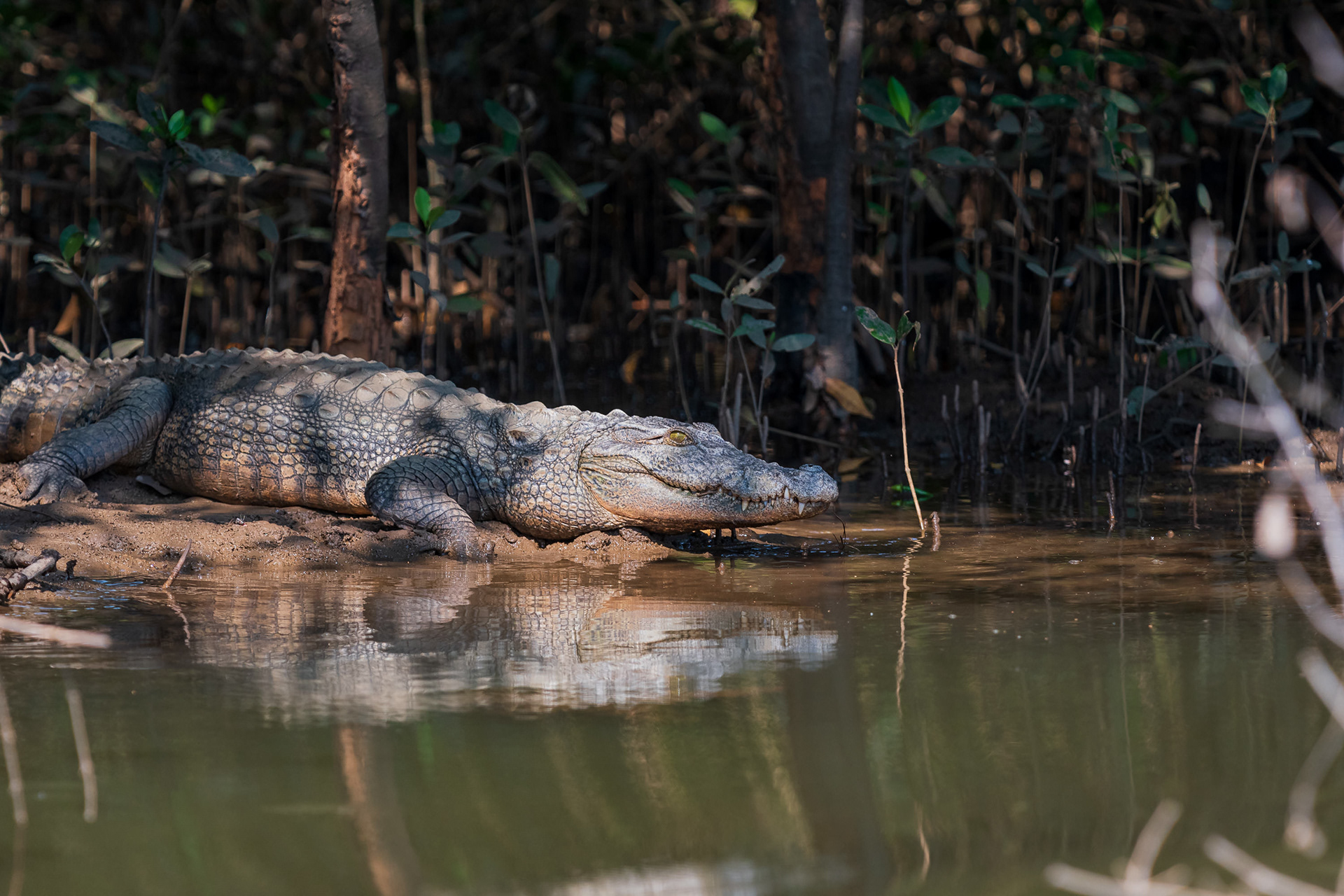 Marsh Crocodile