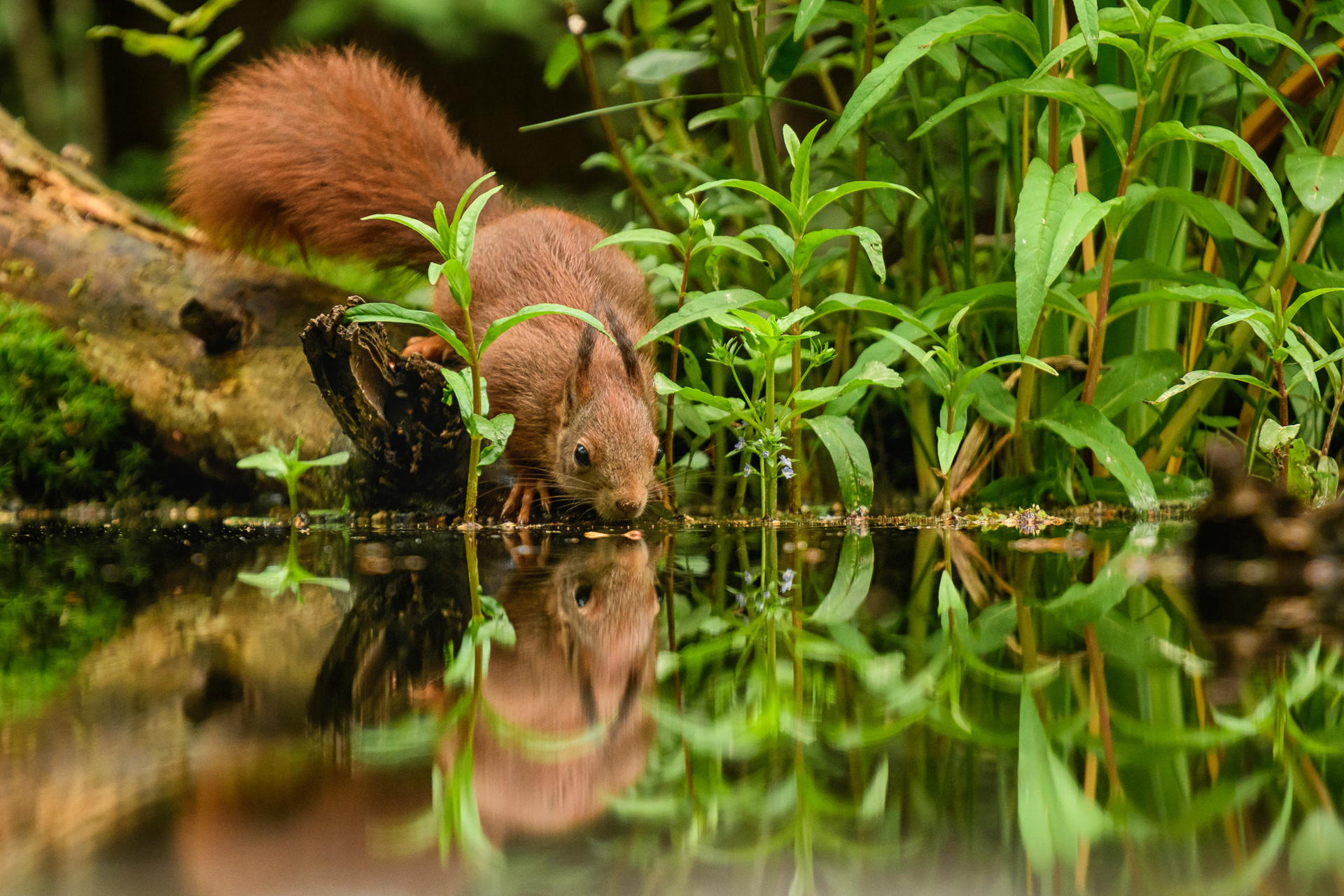Red Squirrel