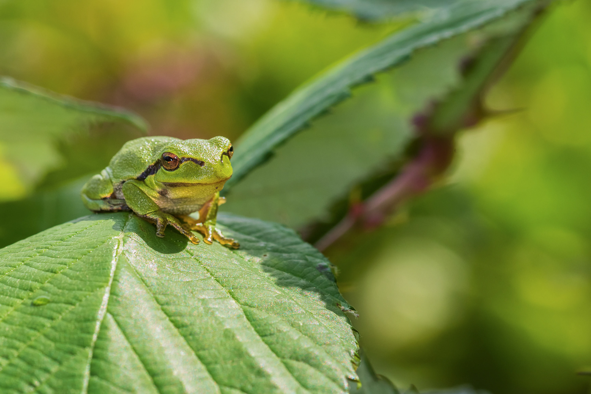 Juvenile tree frog basking in the sunlight