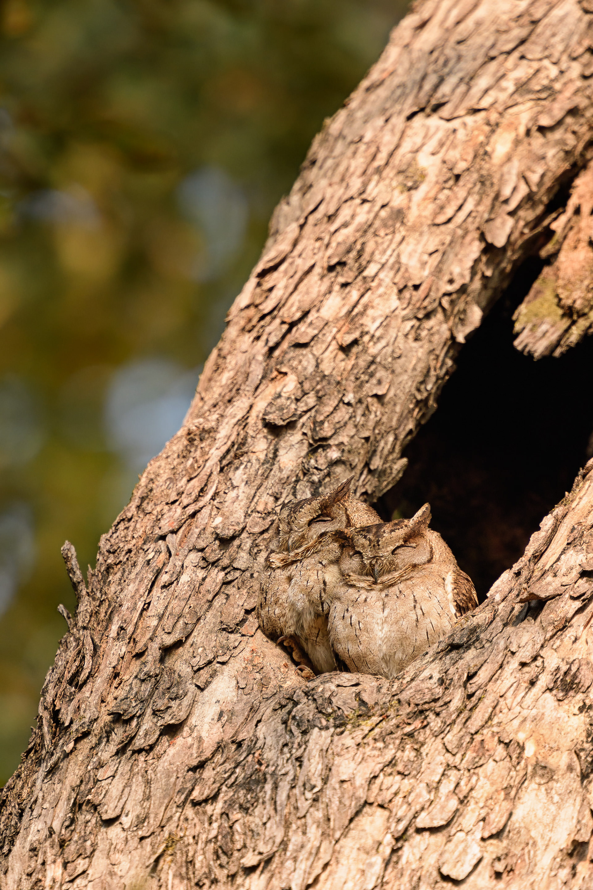 Indian Scops Owl