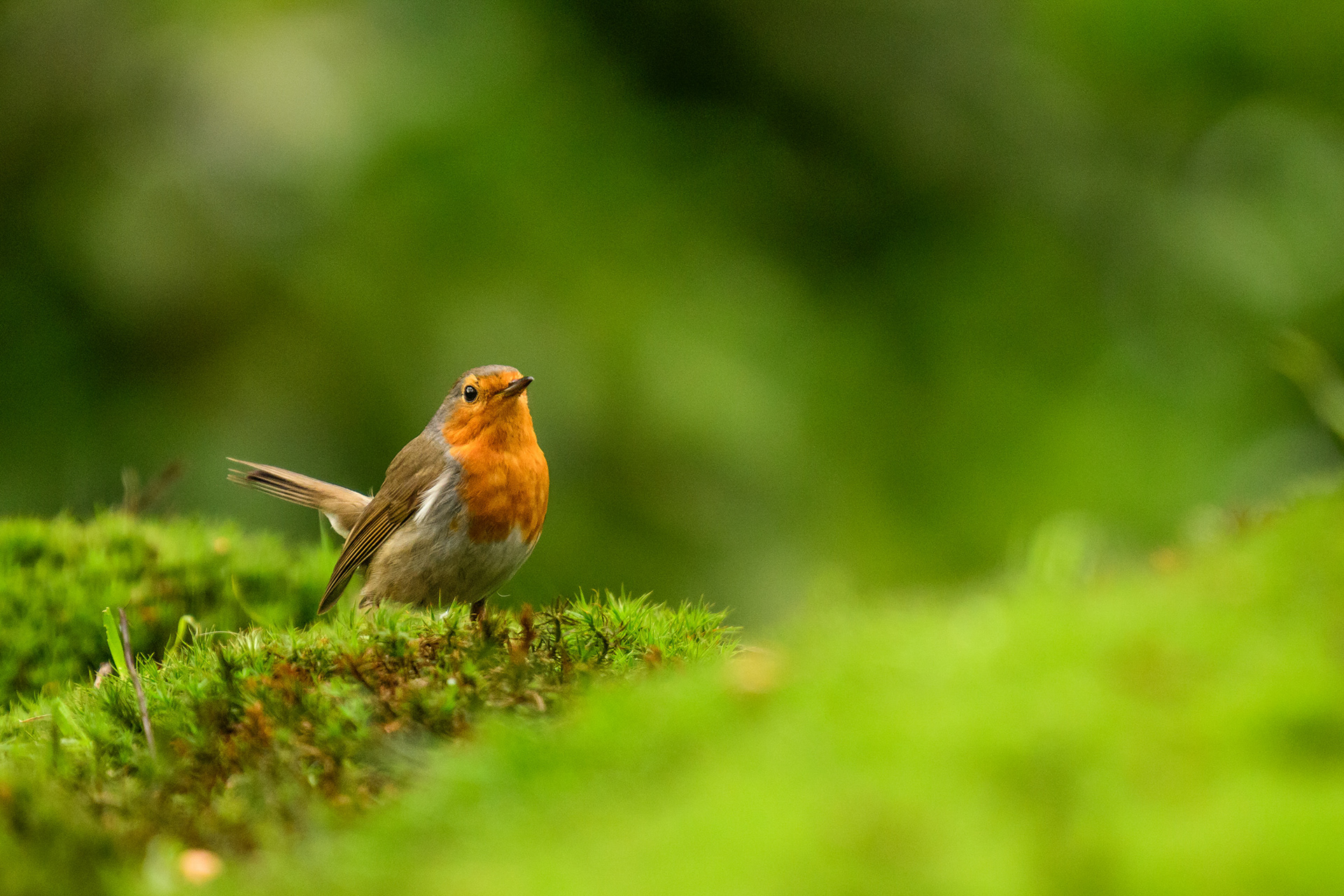 European Robin