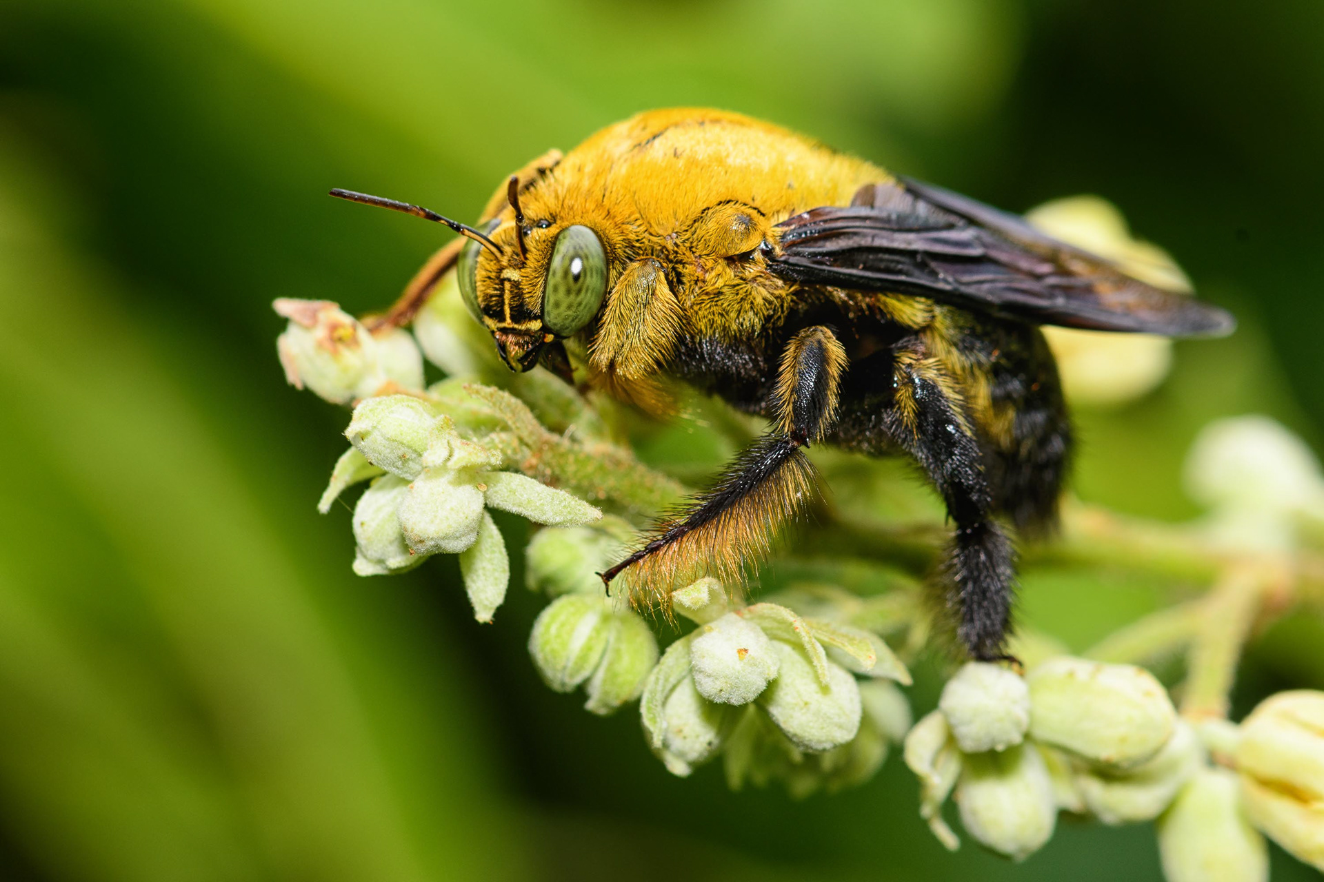 Carpenter Bee