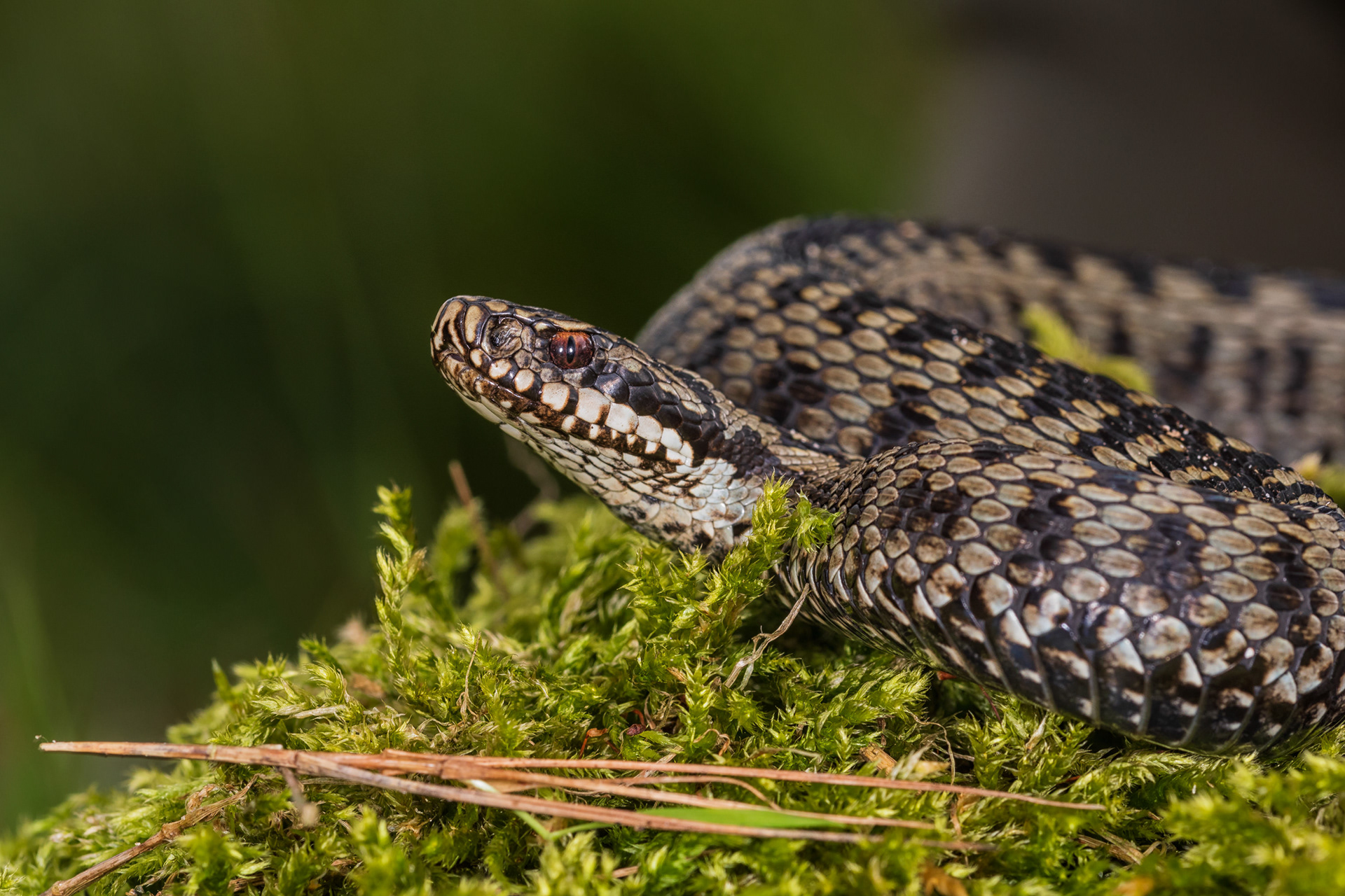 Adult male viper