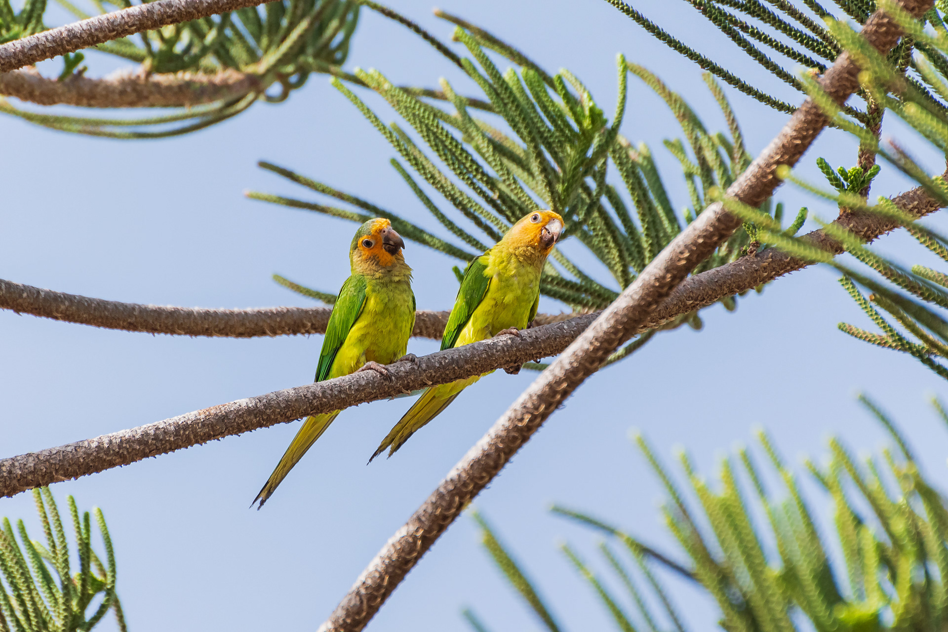 Brown-Throated Parakeet