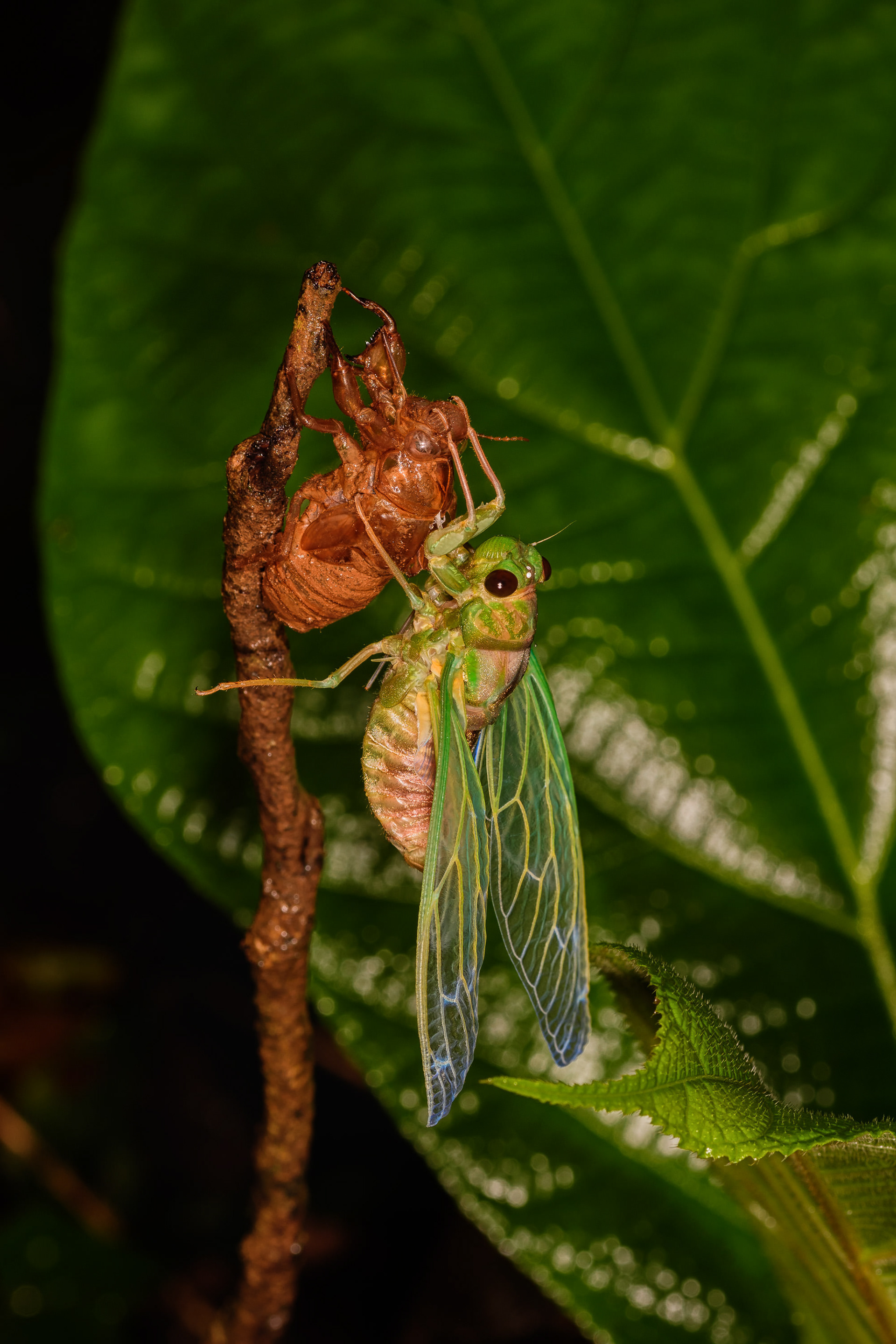 A molting Cicada