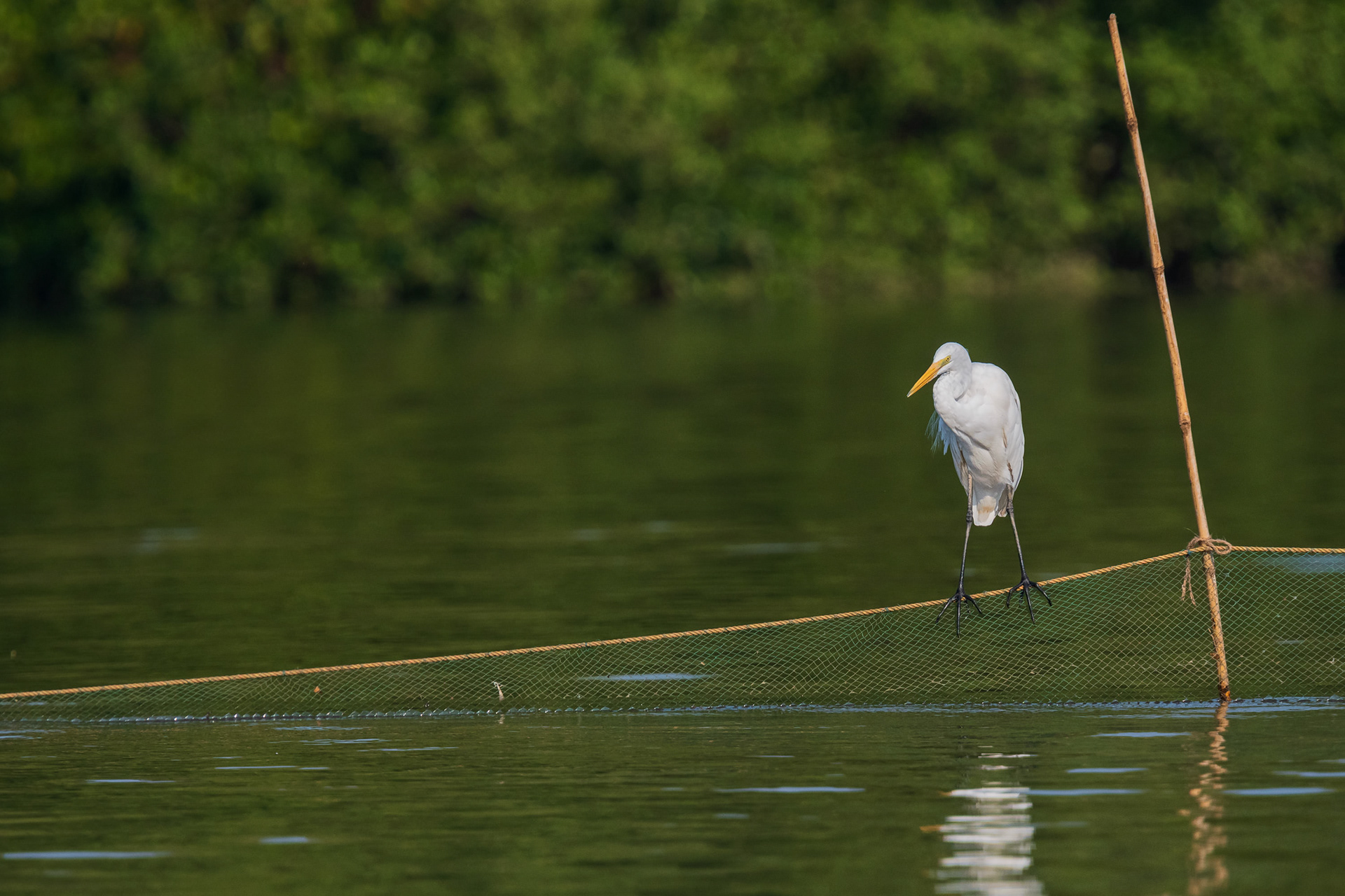 Great Egret