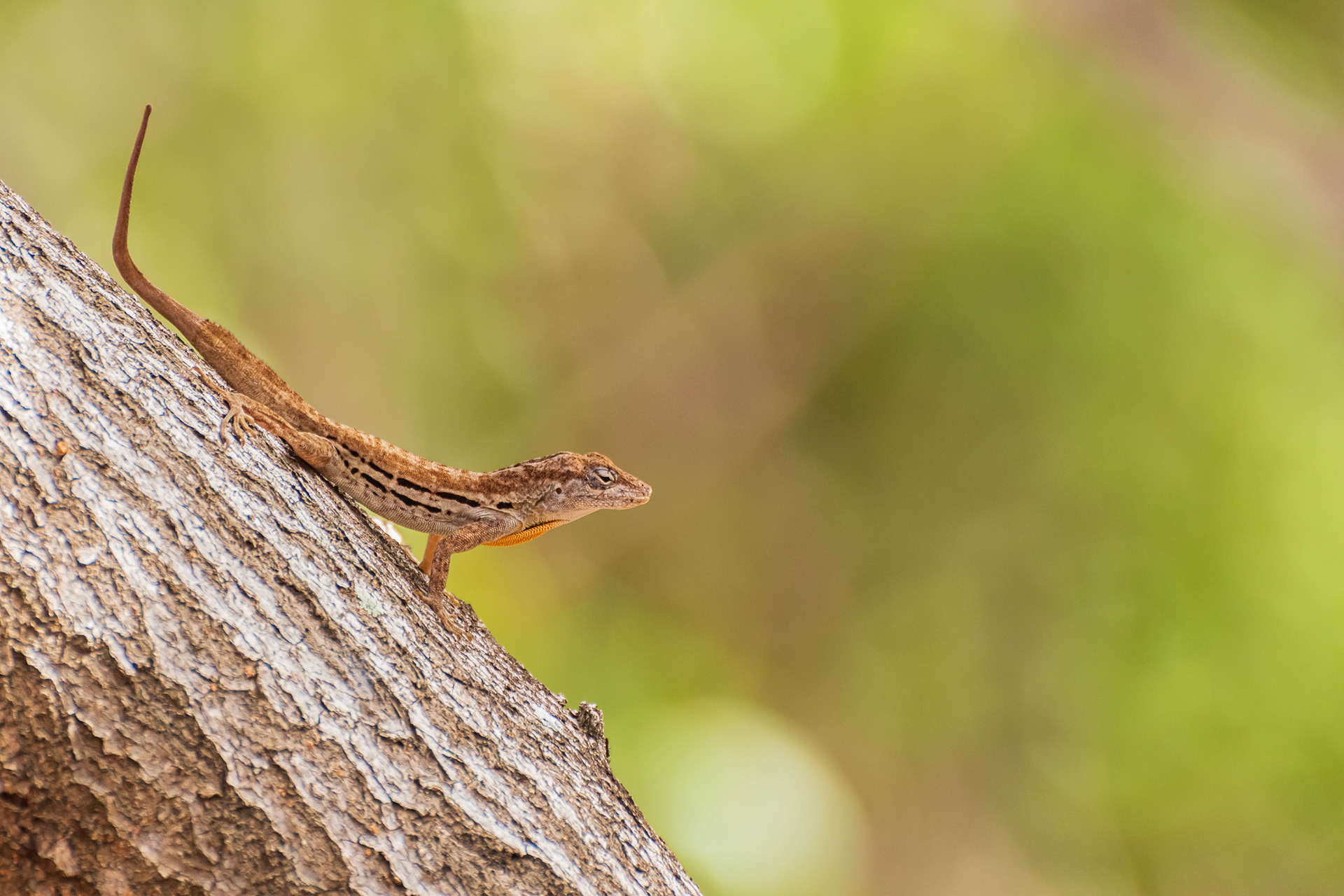 Anole