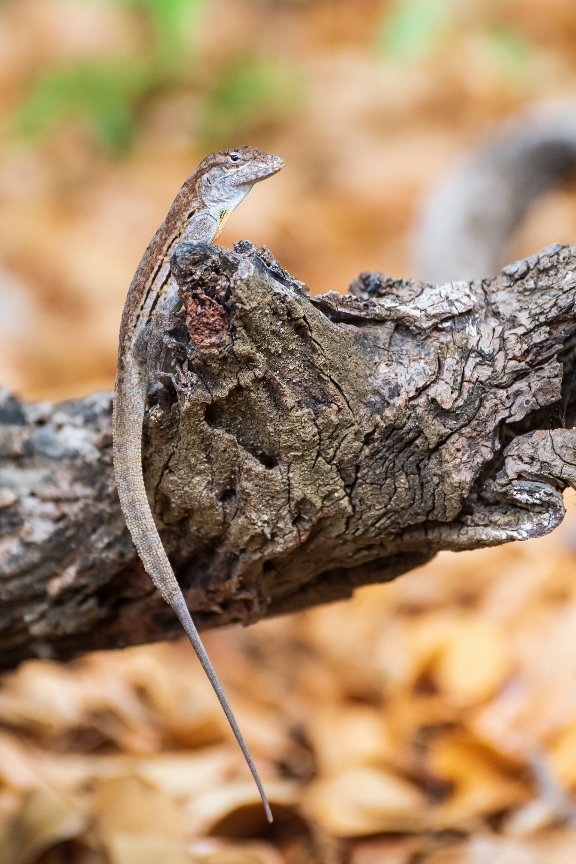 Anole