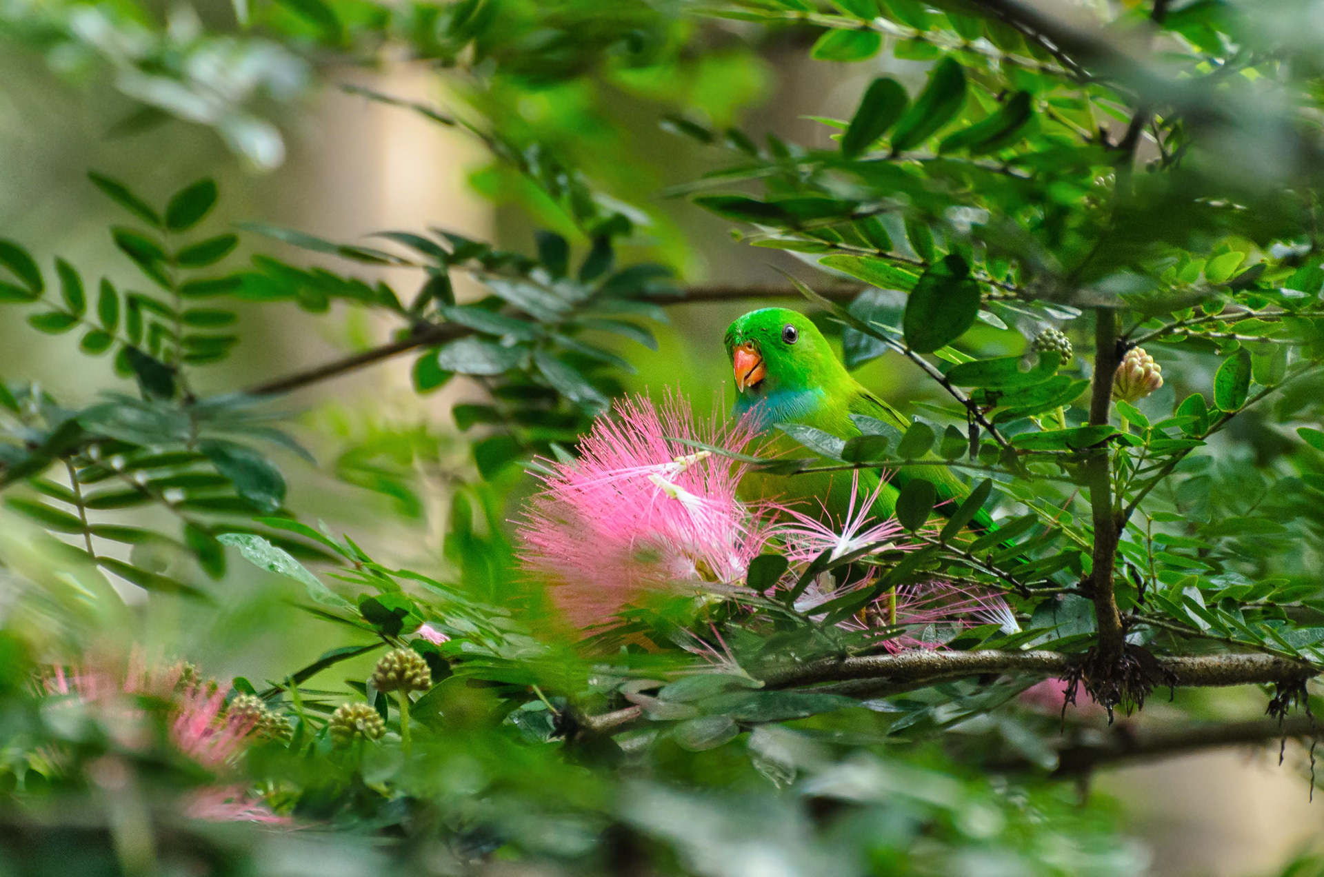 Vernal's Hanging Parrot