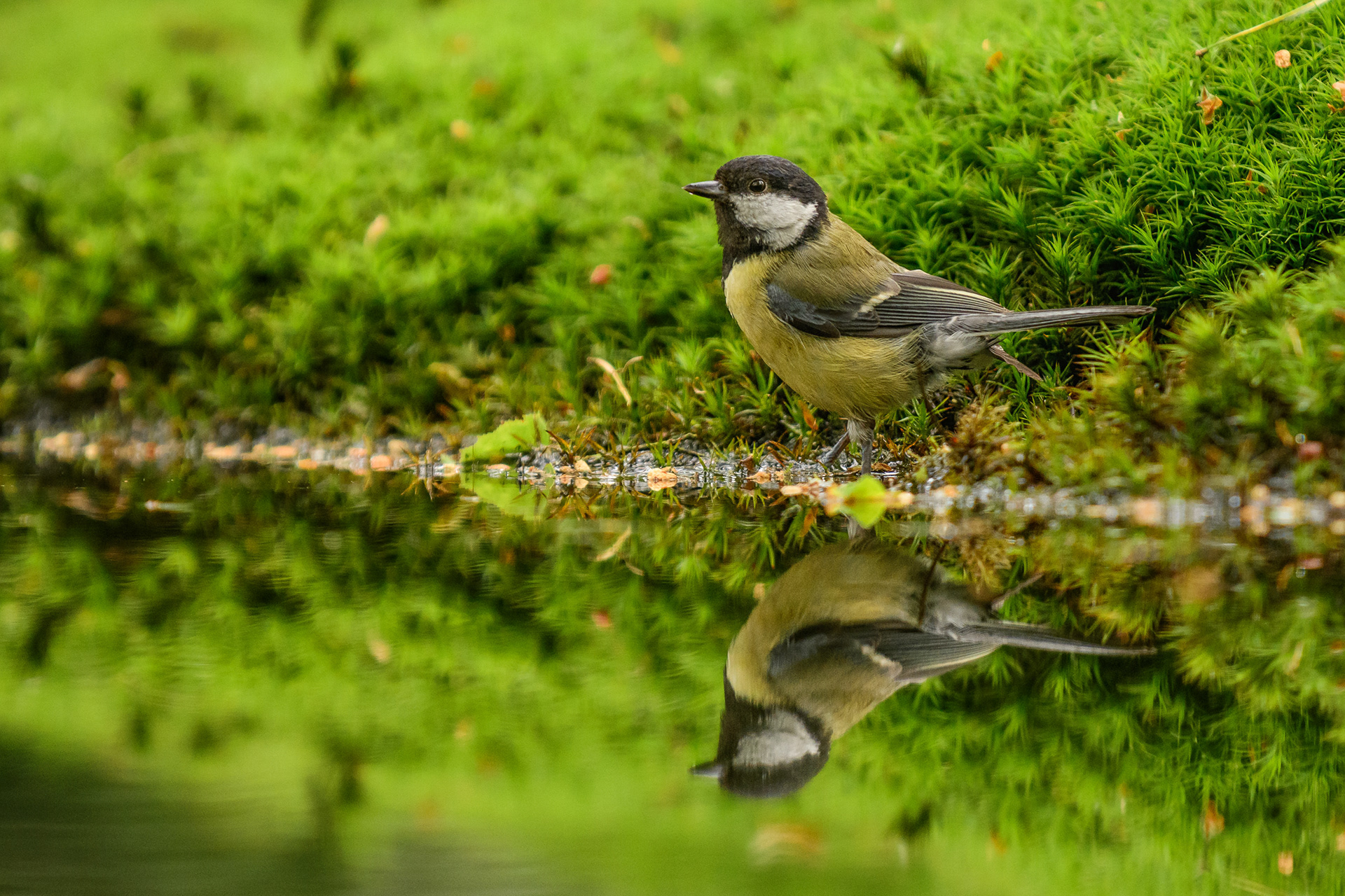 Great Tit
