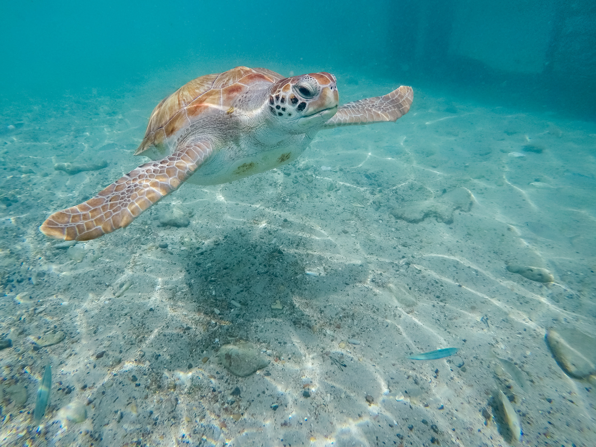 Green Sea Turtle