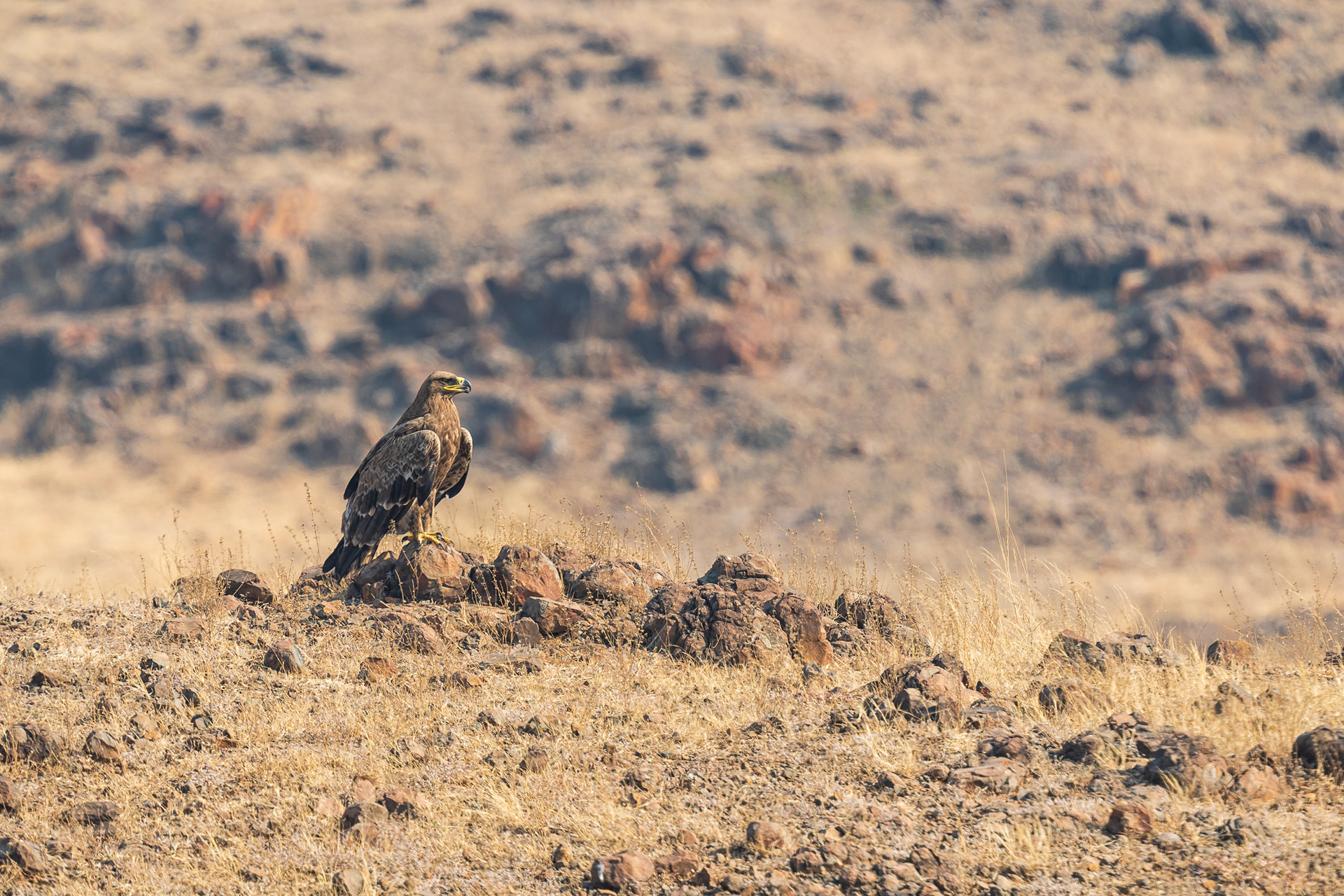 Steppe Eagle