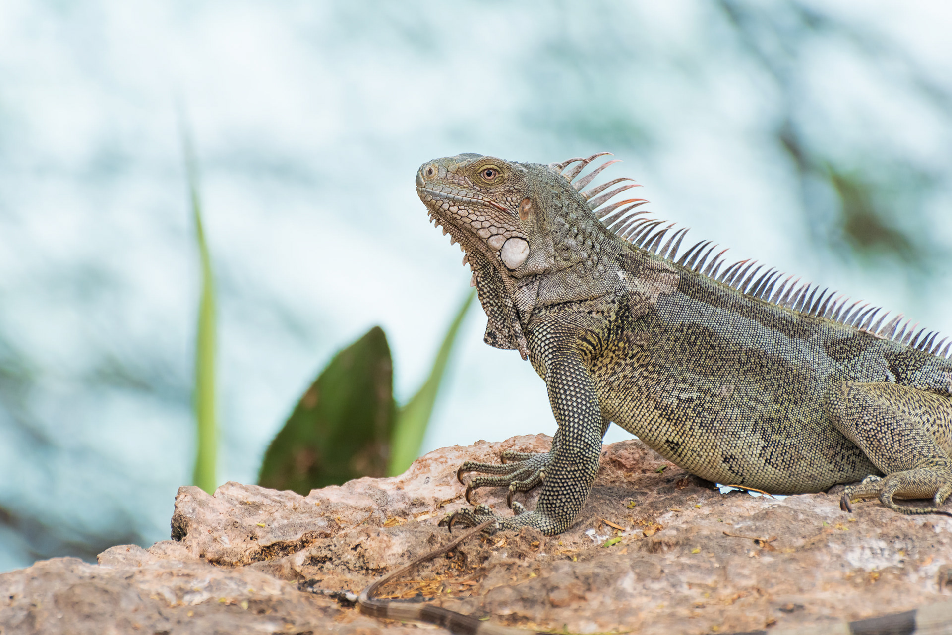 Green Iguana