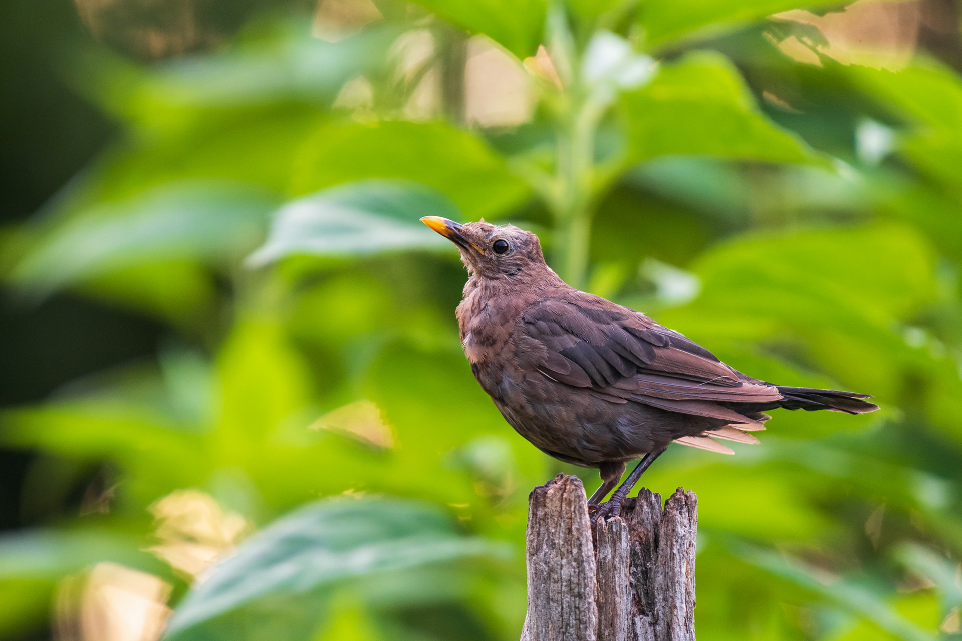 Common Blackbird