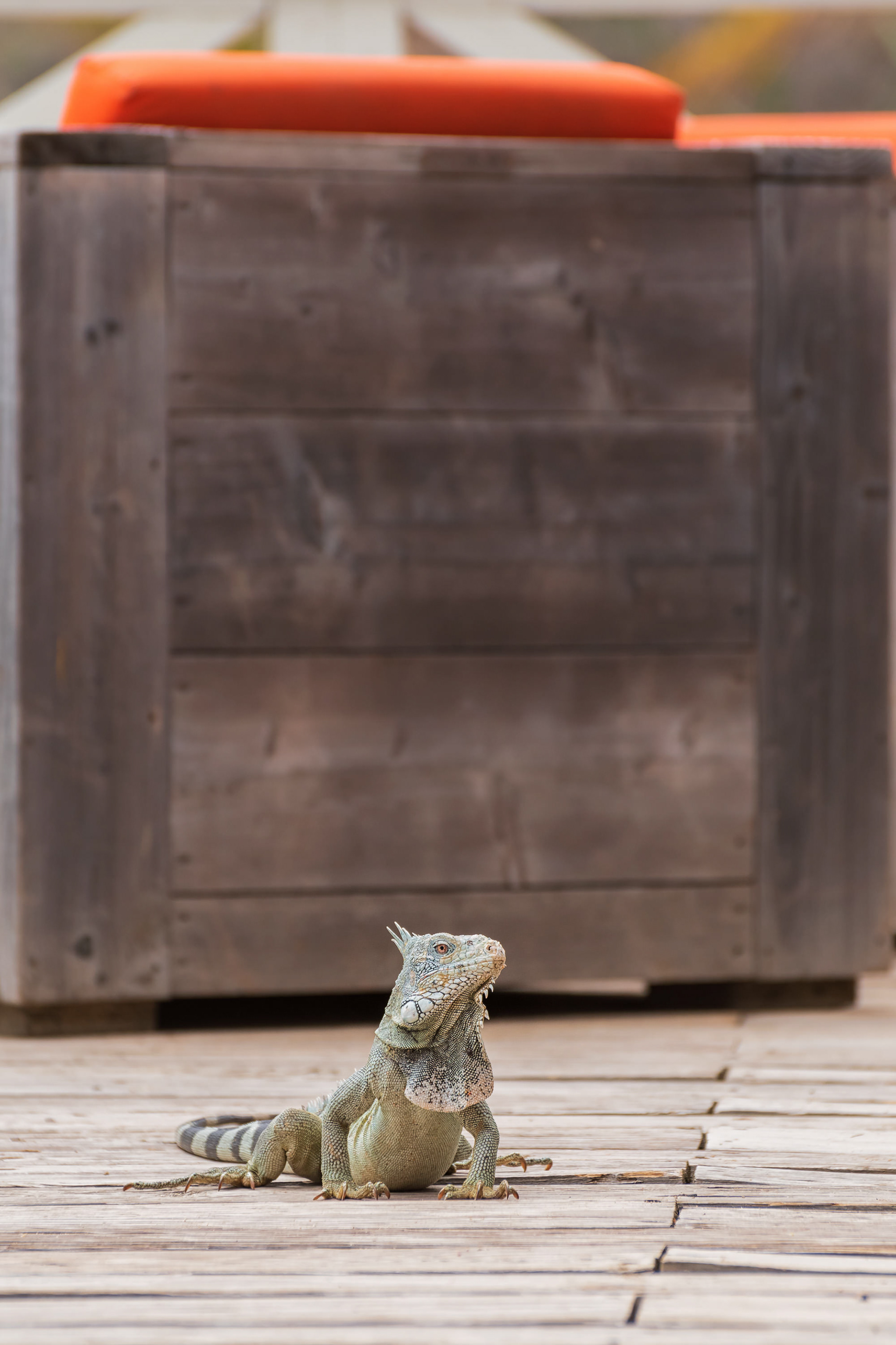 Green Iguana
