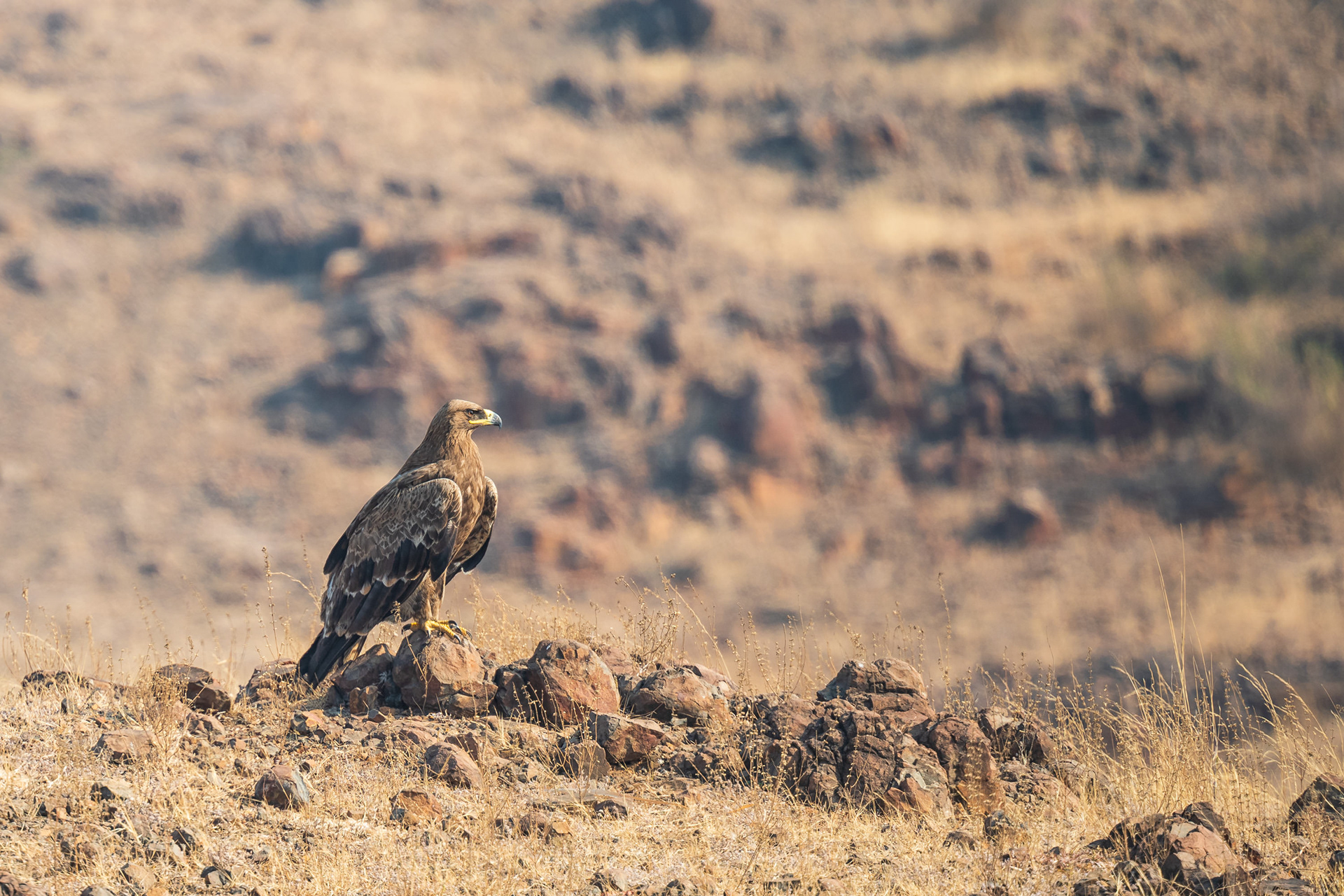 Steppe Eagle